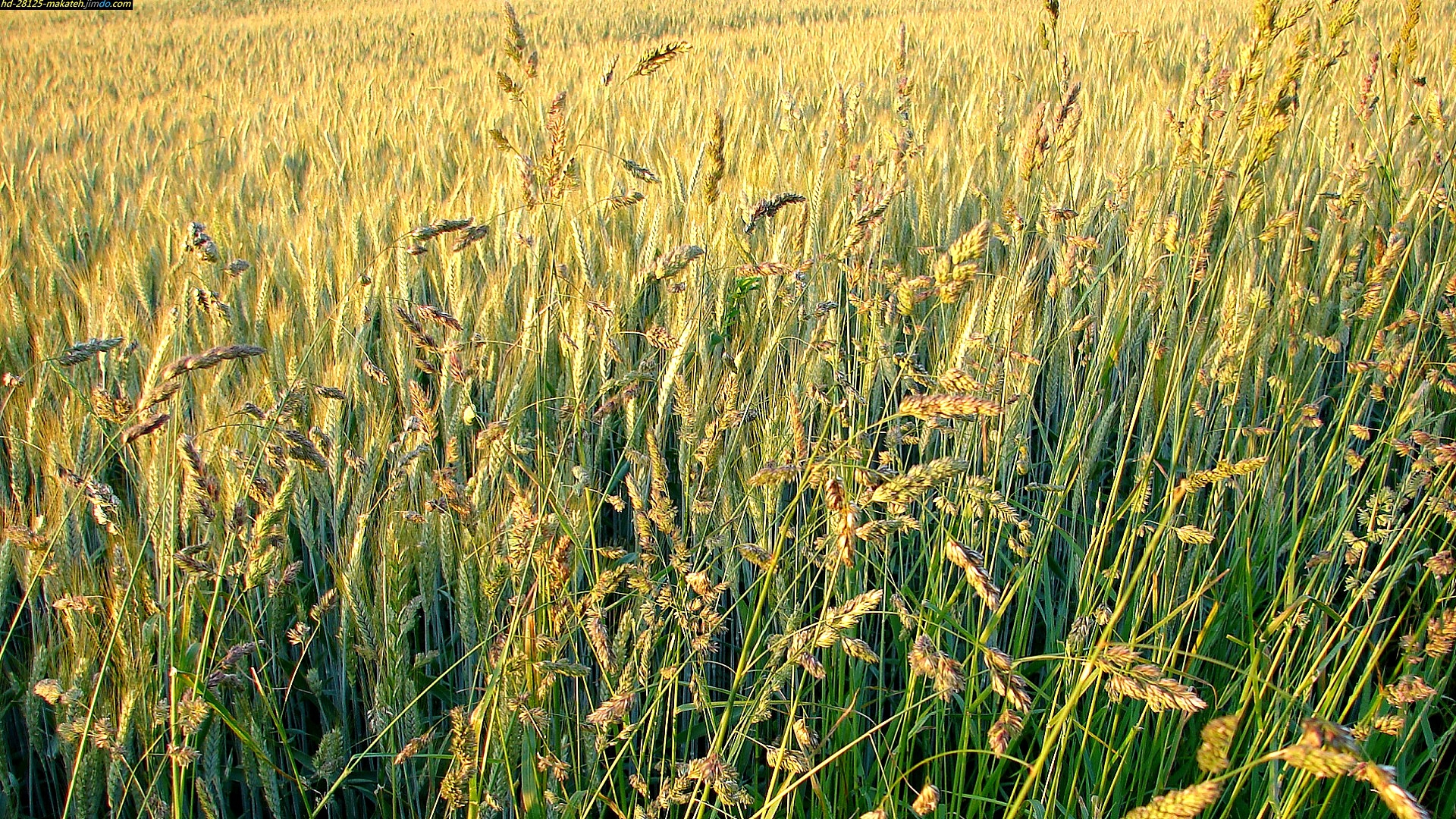 Descarga gratuita de fondo de pantalla para móvil de Paisaje, Naturaleza, Trigo, Fotografía, Tierra/naturaleza.