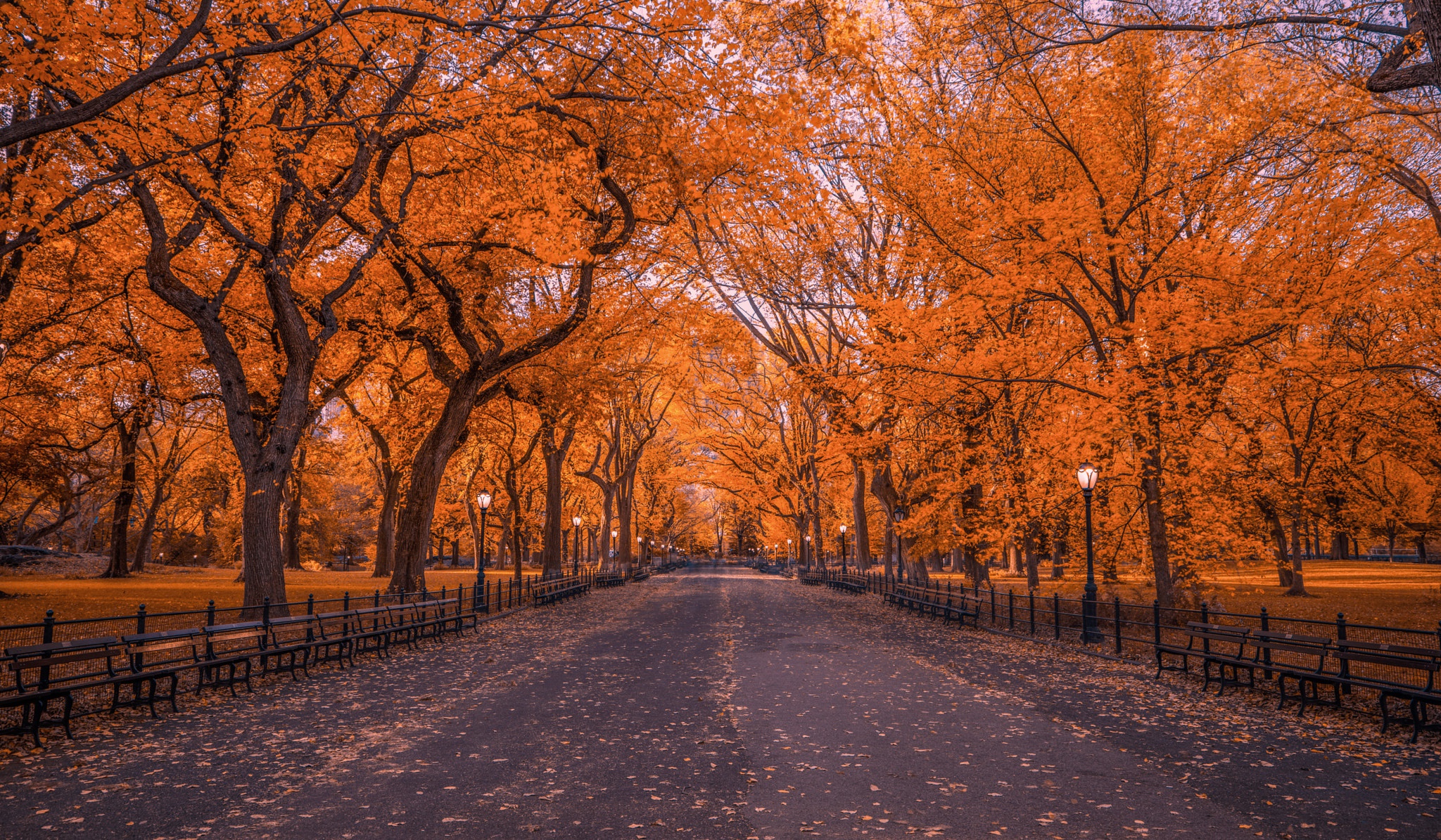 Скачать обои бесплатно Осень, Парк, Дерево, Нью Йорк, Центральный Парк, Сделано Человеком картинка на рабочий стол ПК