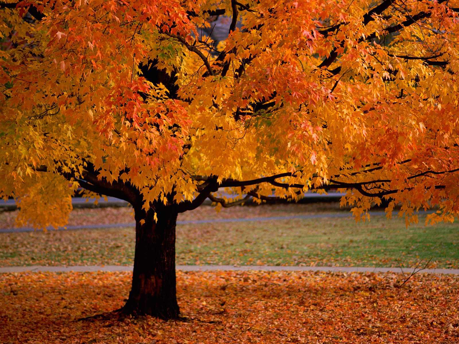 Free download wallpaper Nature, Tree, Leaf, Fall, Earth on your PC desktop
