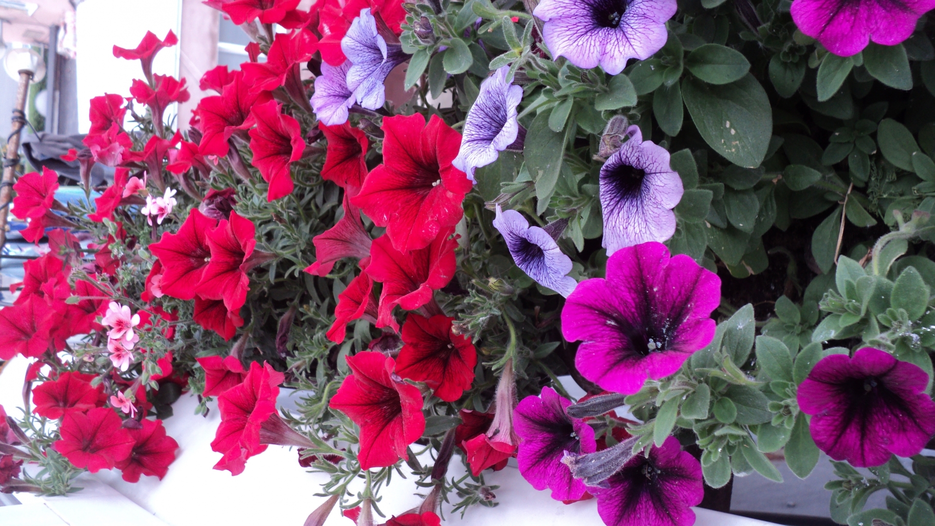 Téléchargez gratuitement l'image Fleurs, Fleur, Terre/nature sur le bureau de votre PC