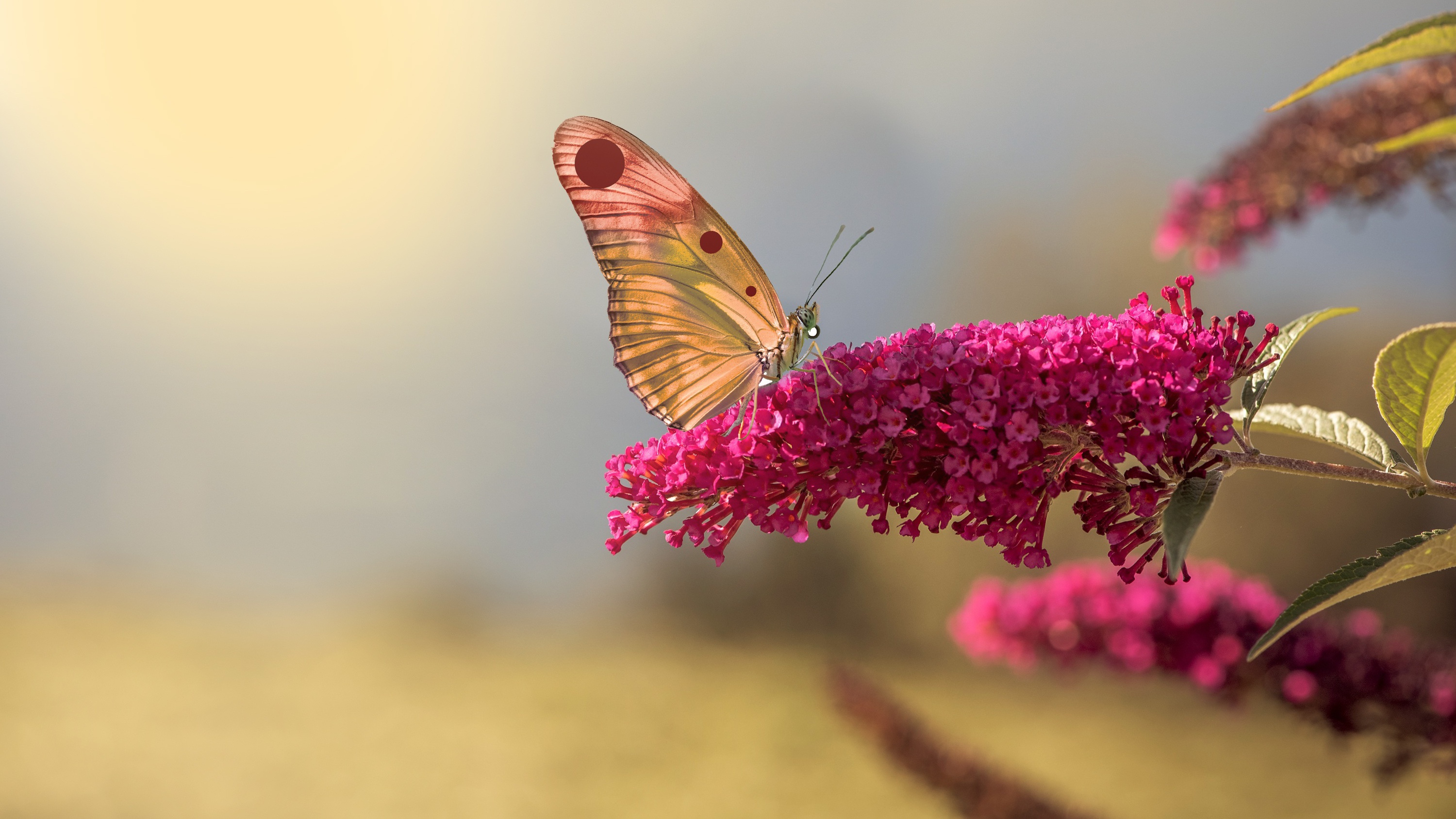 Handy-Wallpaper Tiere, Schmetterlinge, Makro, Insekt, Pinke Blume kostenlos herunterladen.