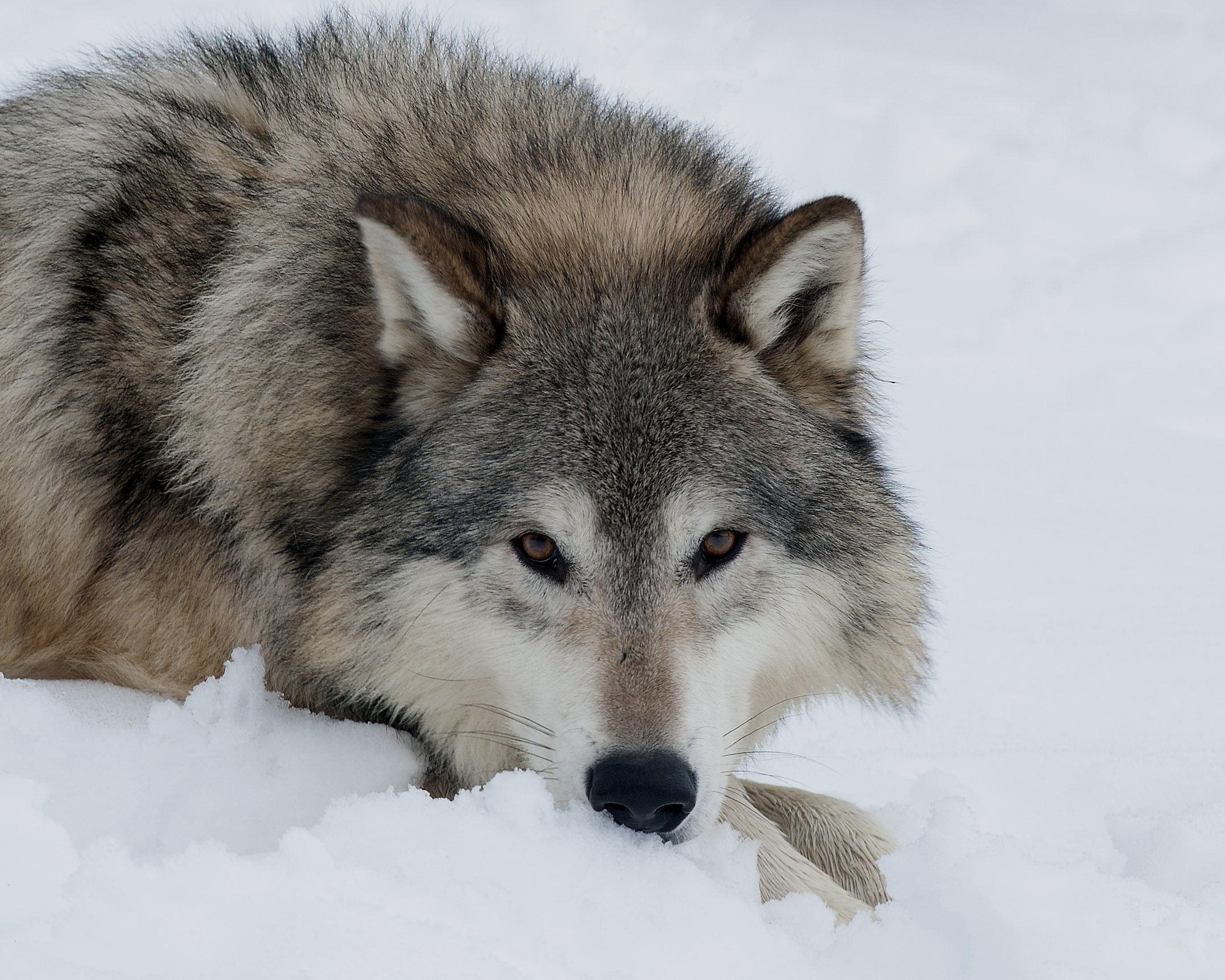 Download mobile wallpaper Winter, Snow, Wolf, Animal, Face, Lying Down, Wolves for free.