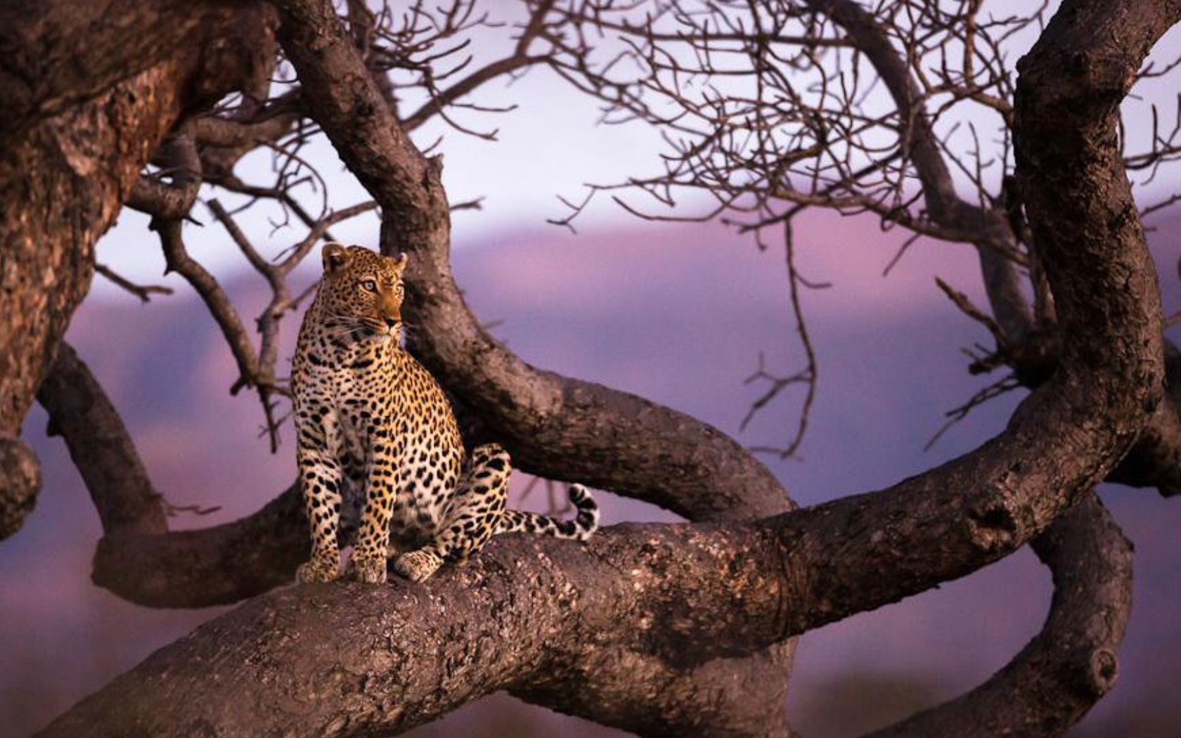 leopards, animals Ultra HD, Free 4K, 32K