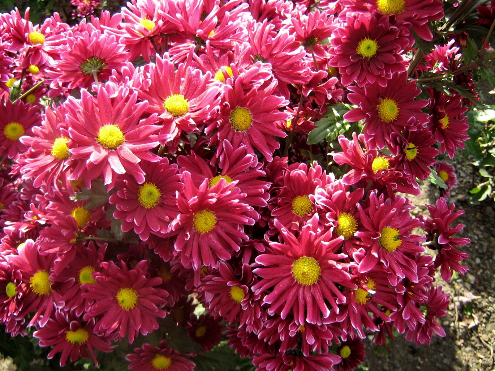 Handy-Wallpaper Chrysantheme, Schönheit, Garten, Blumen kostenlos herunterladen.