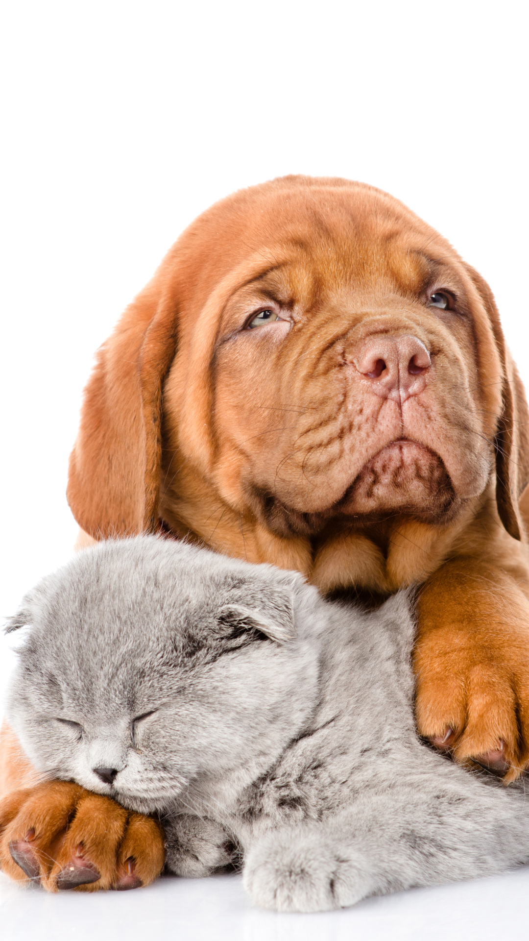 animal, cat & dog, muzzle, sleeping, dogue de bordeaux, cat, dog HD wallpaper