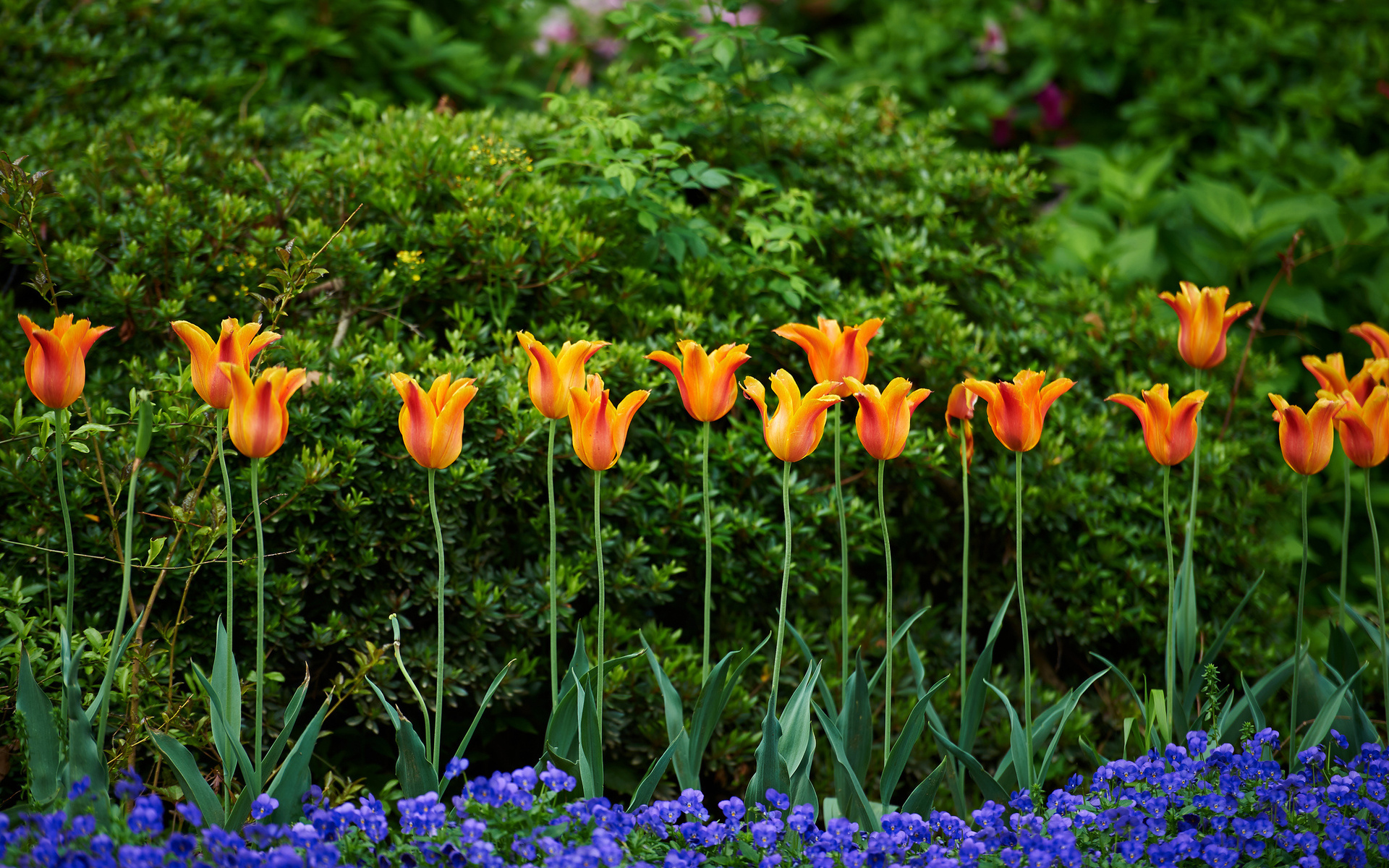 Handy-Wallpaper Blumen, Blume, Erde/natur kostenlos herunterladen.