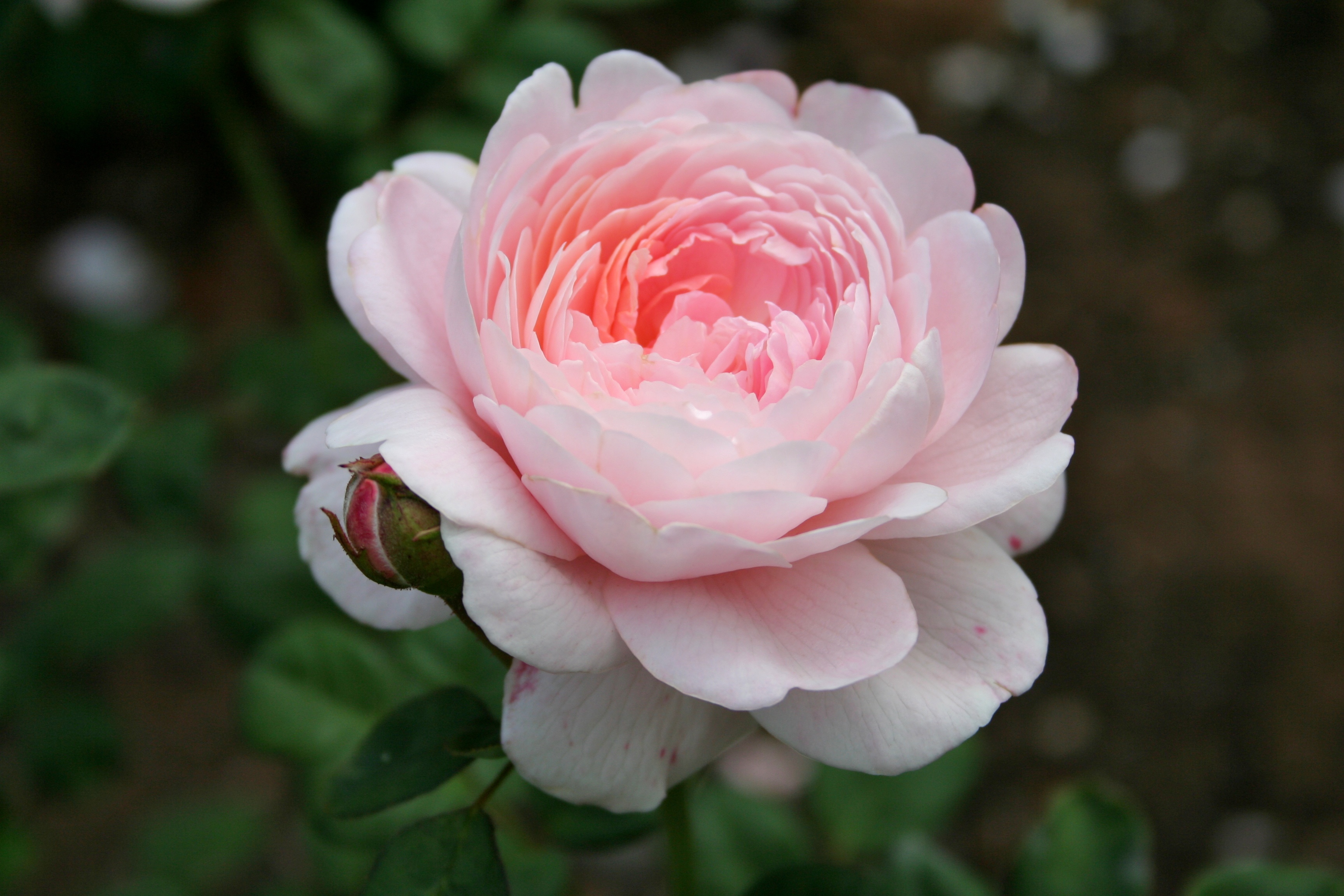 Descarga gratuita de fondo de pantalla para móvil de Flores, Rosa, Tierra/naturaleza.