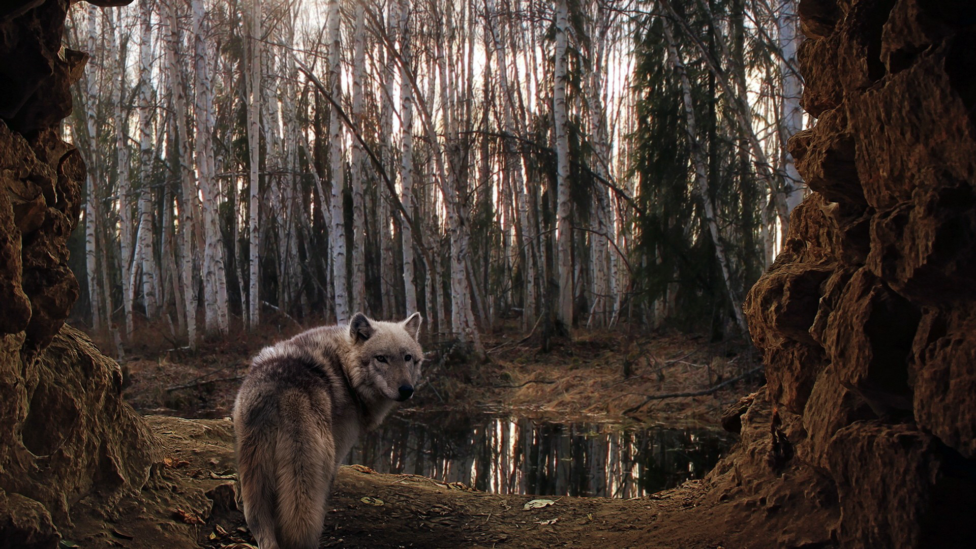 Téléchargez gratuitement l'image Animaux, Loup sur le bureau de votre PC