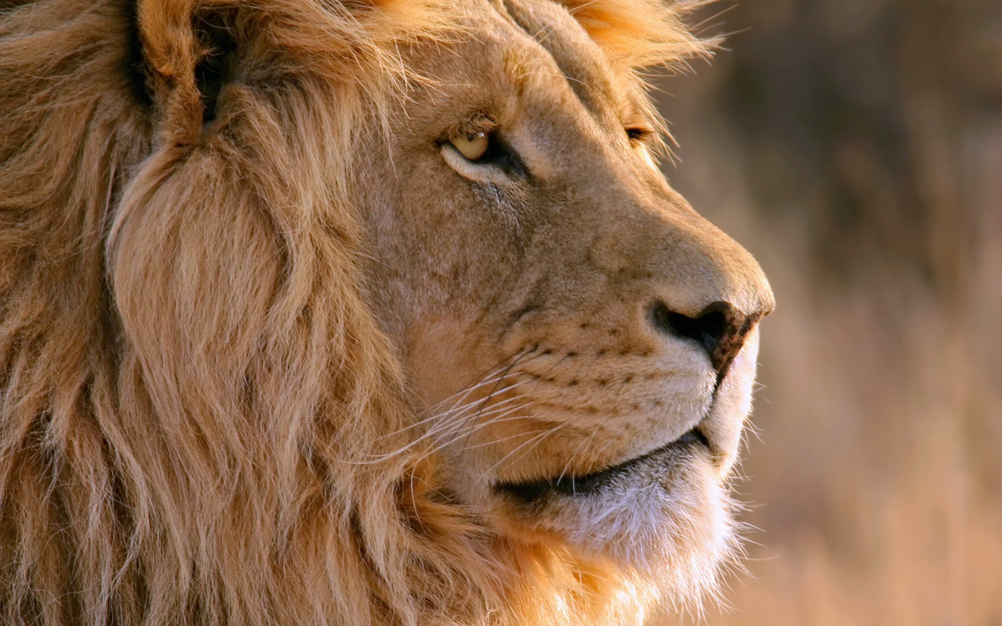 Download background lion, animals, muzzle, predator, mane