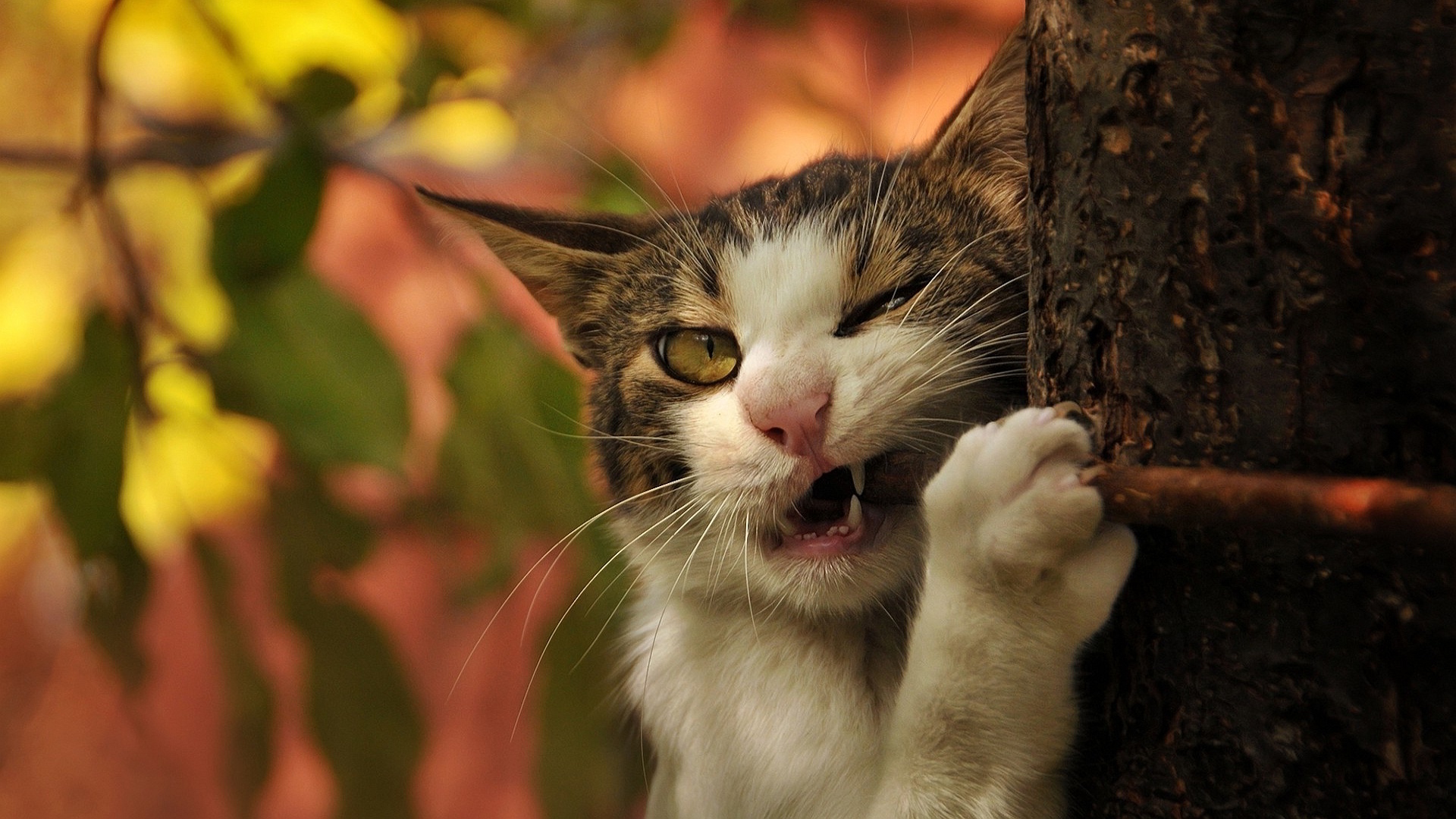 Baixar papel de parede para celular de Animais, Gatos, Gato gratuito.