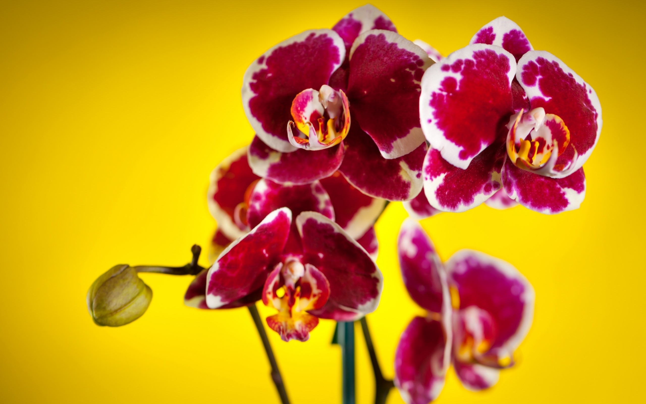 Download mobile wallpaper Orchid, Flowers, Flower, Earth for free.