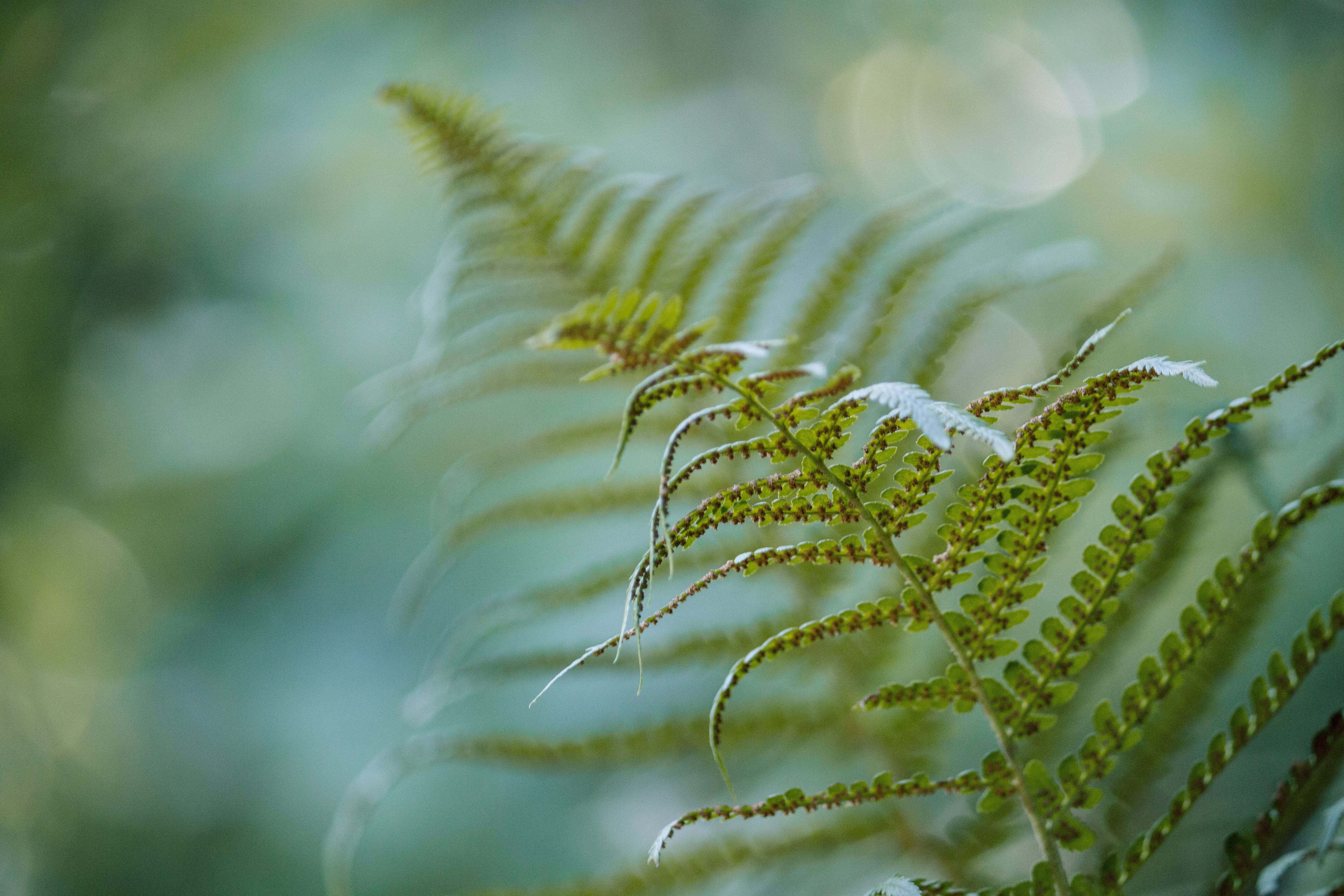 Descarga gratuita de fondo de pantalla para móvil de Naturaleza, Helechos, Tierra/naturaleza, Macrofotografía, Difuminado.