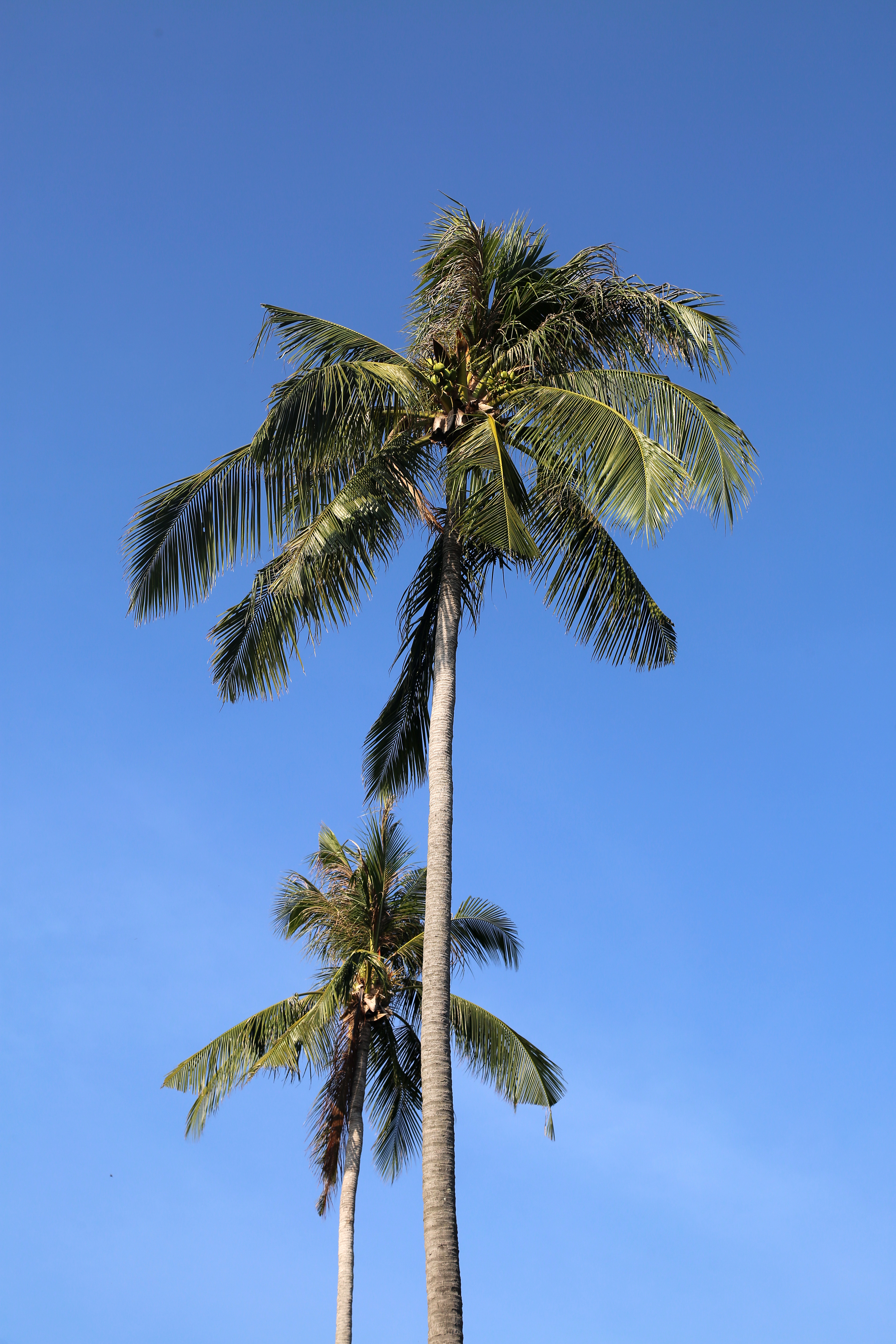 Download mobile wallpaper Sky, Leaves, Palm, Trees, Nature for free.