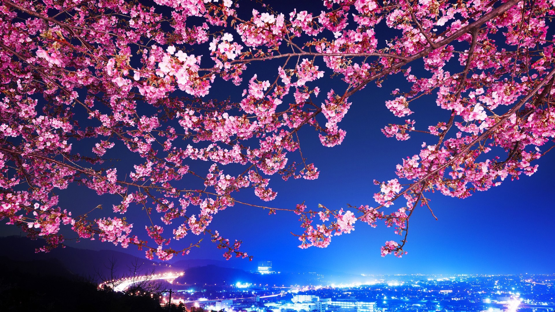 Free download wallpaper Flowers, Night, Earth, Cherry Blossom, Blossom on your PC desktop