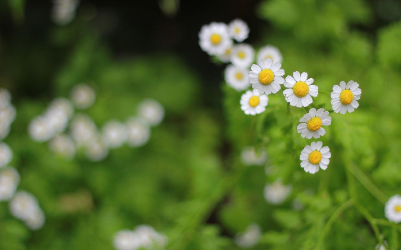 Free download wallpaper Flower, Earth on your PC desktop