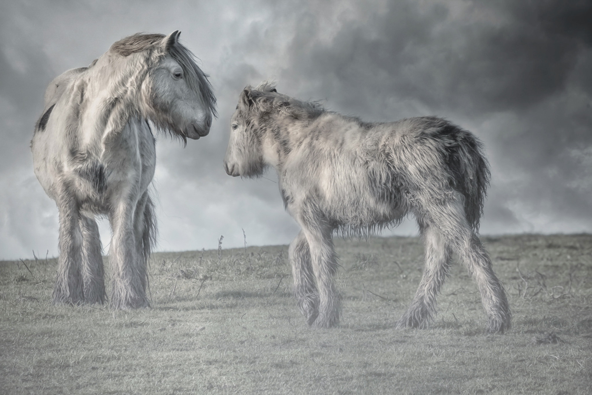 745244 descargar imagen animales, caballo, nube, poni: fondos de pantalla y protectores de pantalla gratis
