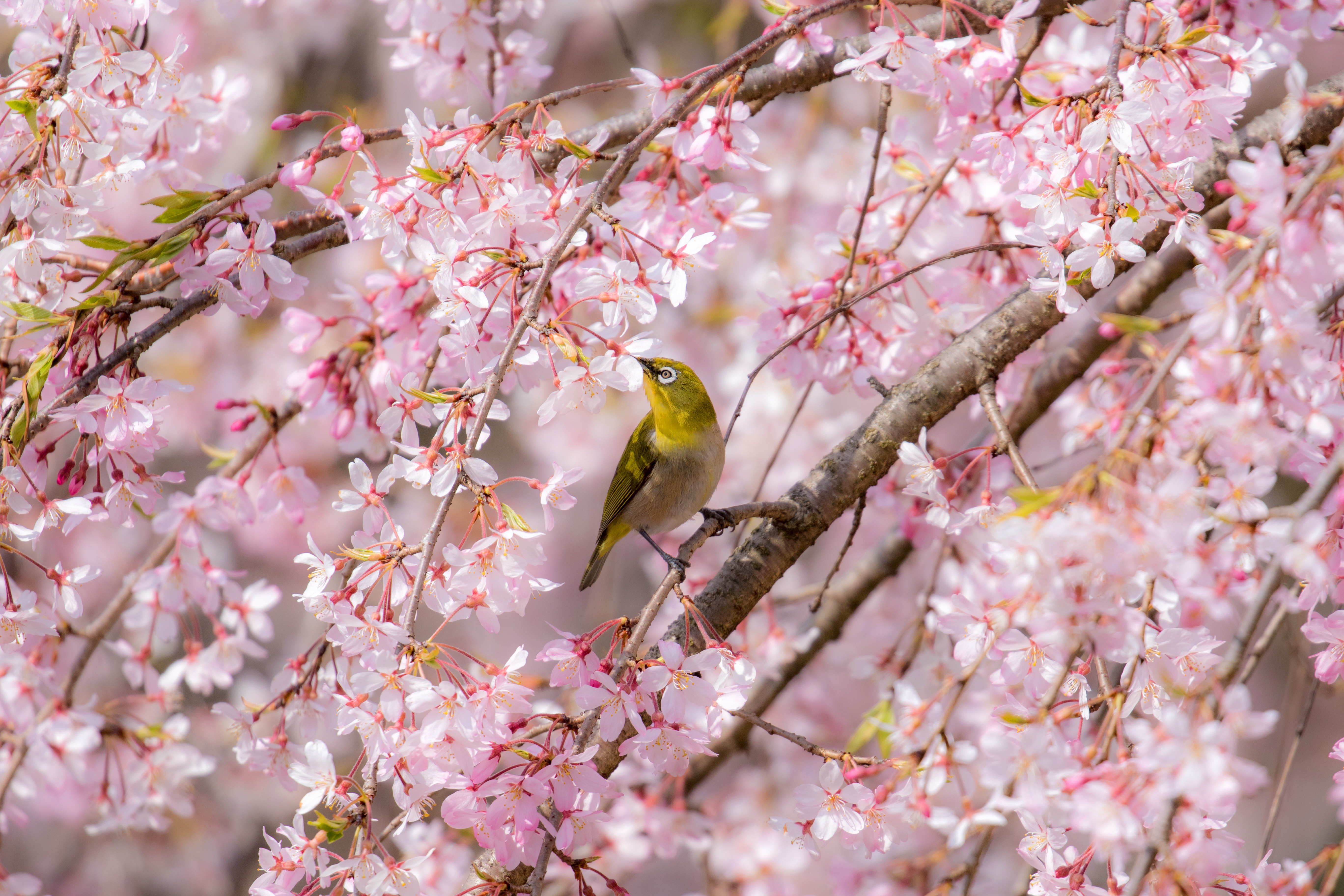 Скачать обои бесплатно Животные, Птицы, Цветущие, Японская Белоглазка картинка на рабочий стол ПК