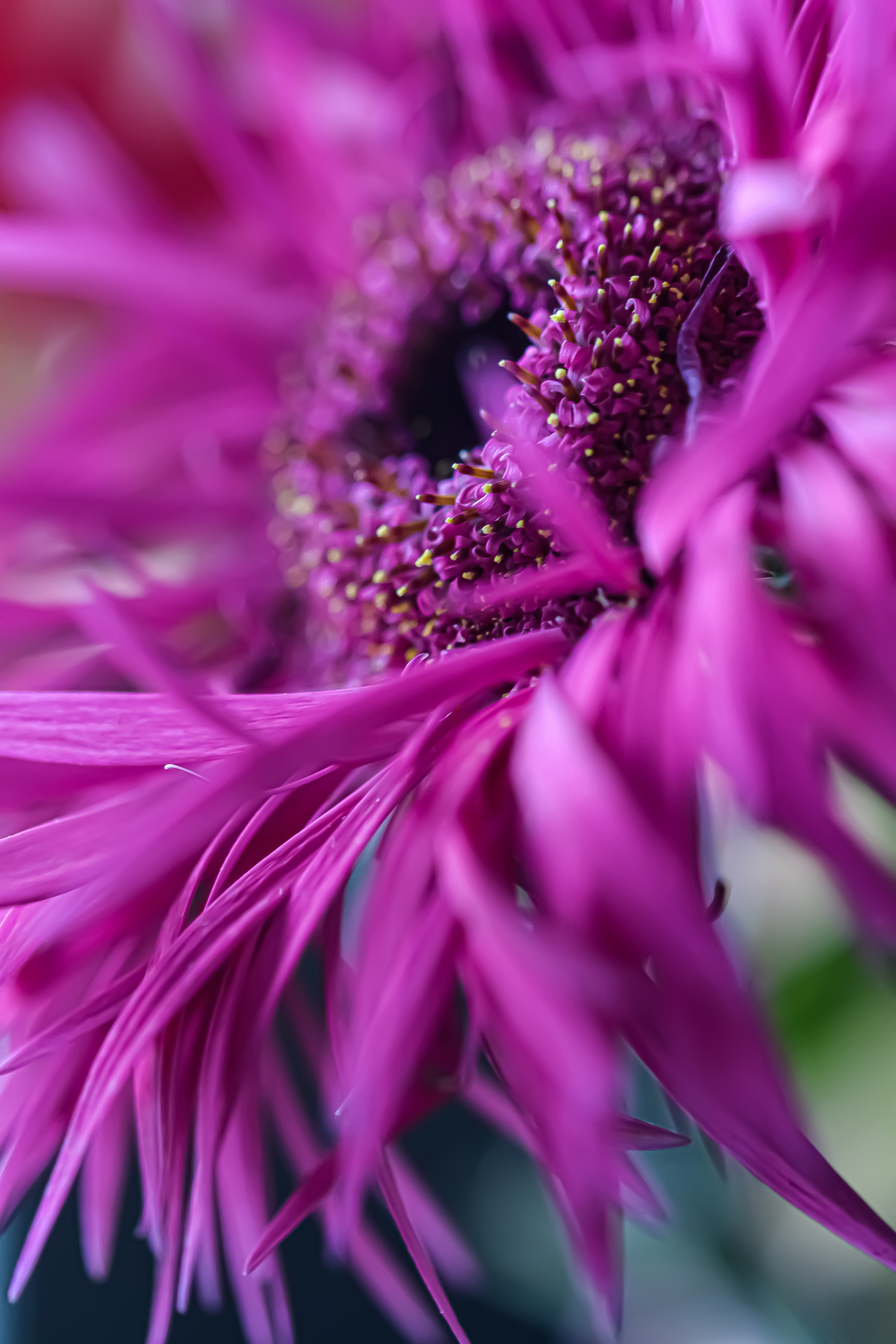 Laden Sie das Gerbera, Makro, Blume, Blütenblätter, Rosa-Bild kostenlos auf Ihren PC-Desktop herunter