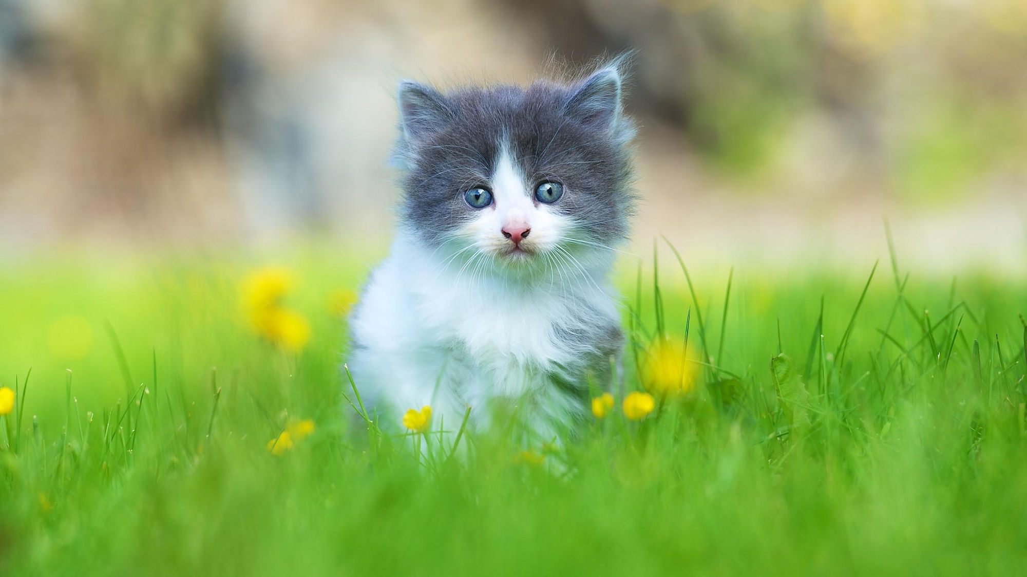 Download mobile wallpaper Cats, Grass, Cat, Kitten, Animal, Cute for free.