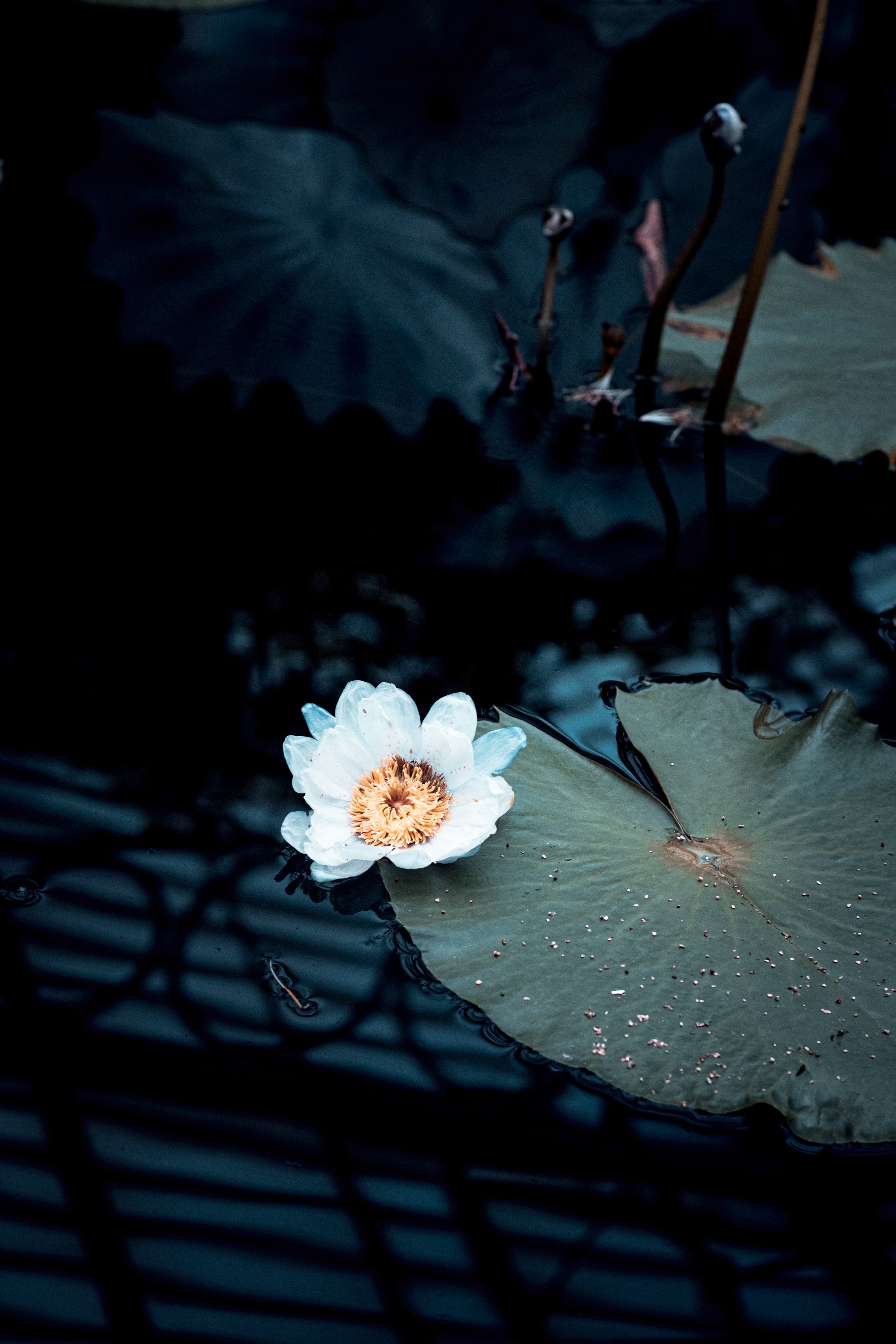 water lily, flower, flowers, water, plant, white
