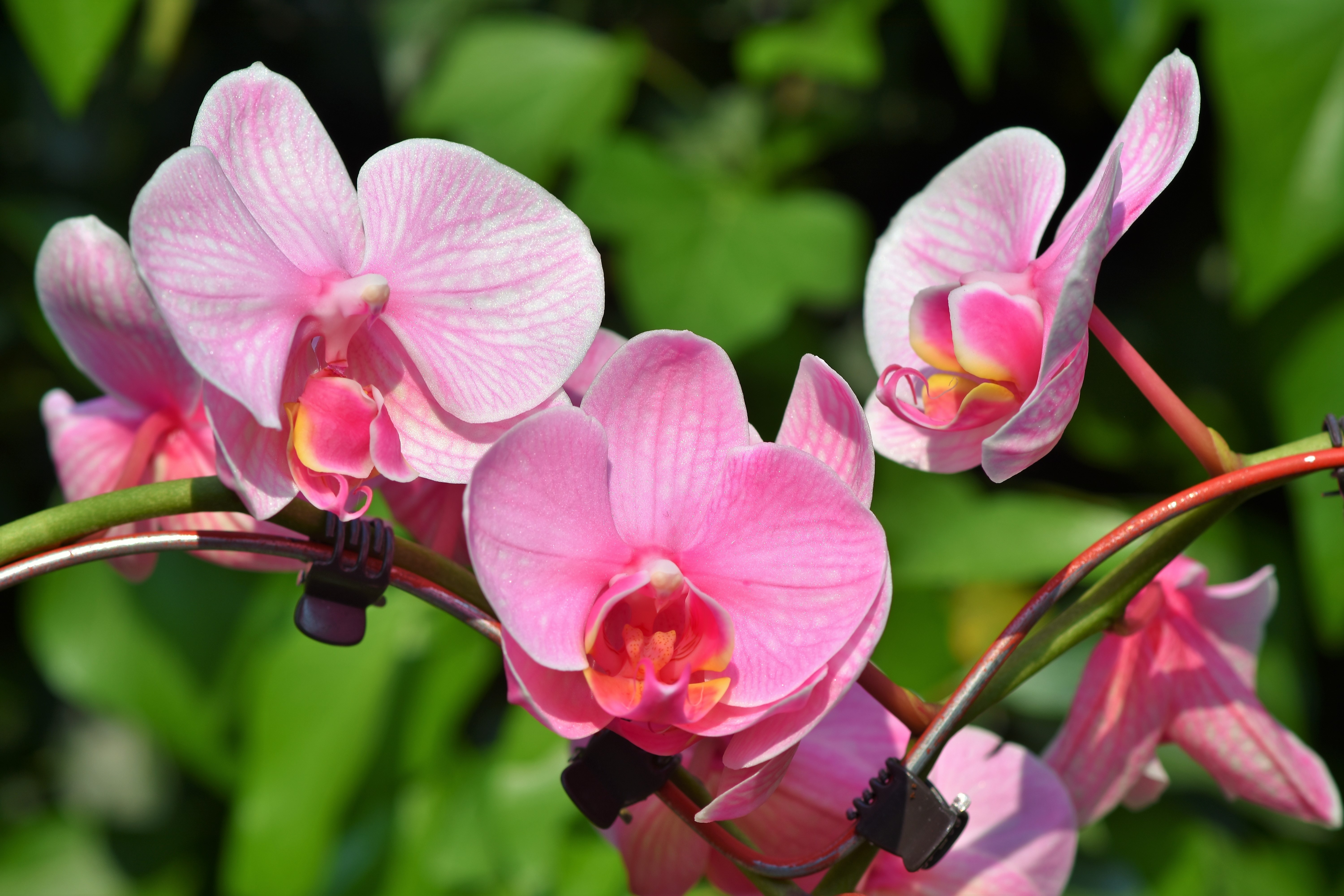 Скачать картинку Цветок, Орхидея, Земля/природа, Розовый Цветок, Флауэрсы в телефон бесплатно.