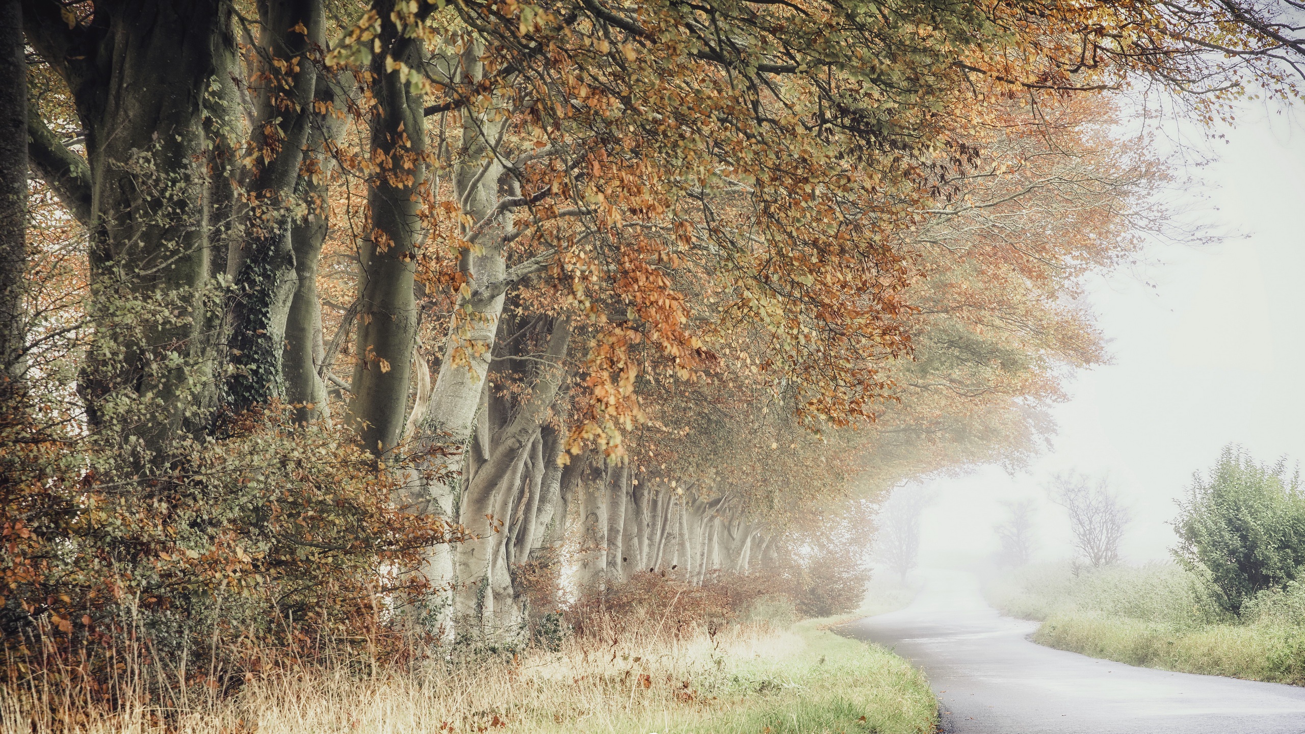 Free download wallpaper Road, Tree, Fog, Fall, Man Made, Tree Lined on your PC desktop