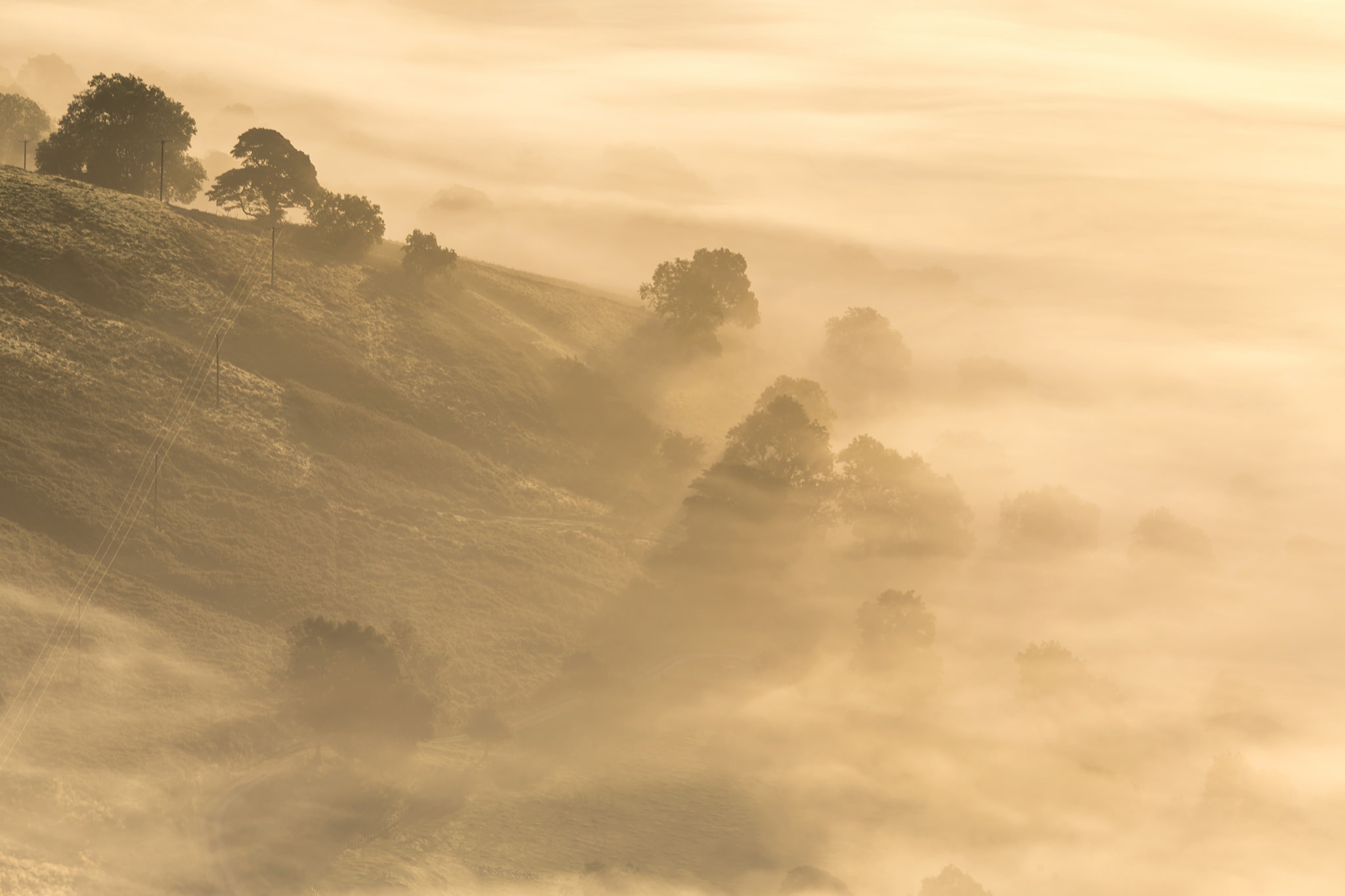 Descarga gratis la imagen Naturaleza, Árbol, Niebla, Tierra/naturaleza en el escritorio de tu PC