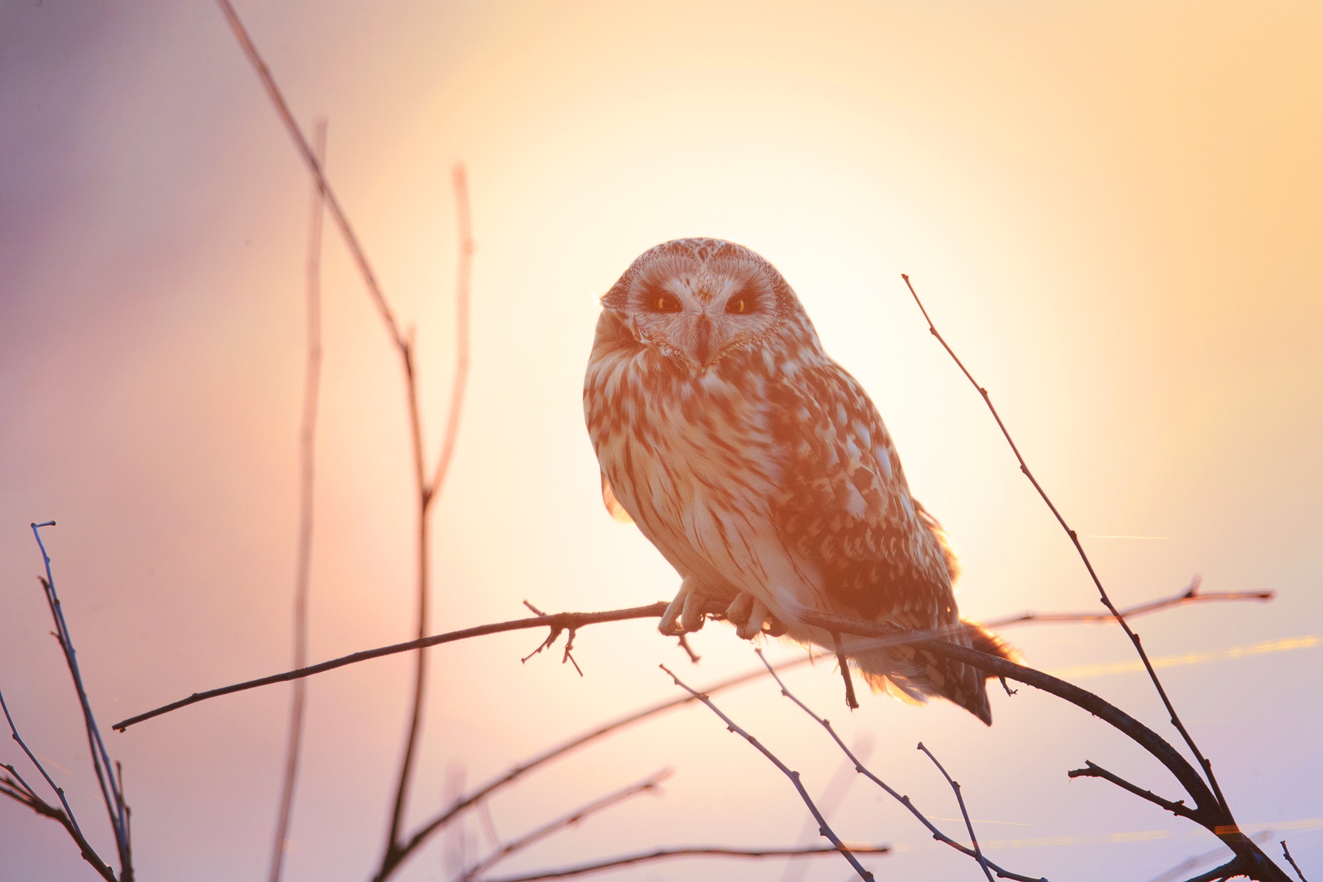 Download mobile wallpaper Birds, Owl, Bird, Animal for free.