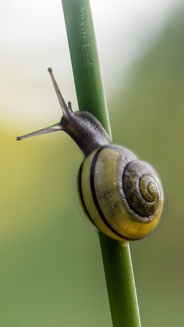 Download mobile wallpaper Blur, Close Up, Animal, Snail for free.