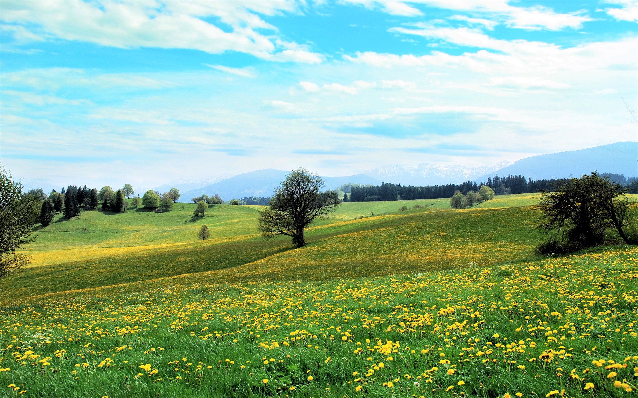 Descarga gratuita de fondo de pantalla para móvil de Flores, Cielo, Flor, Campo, Flor Amarilla, Tierra/naturaleza.