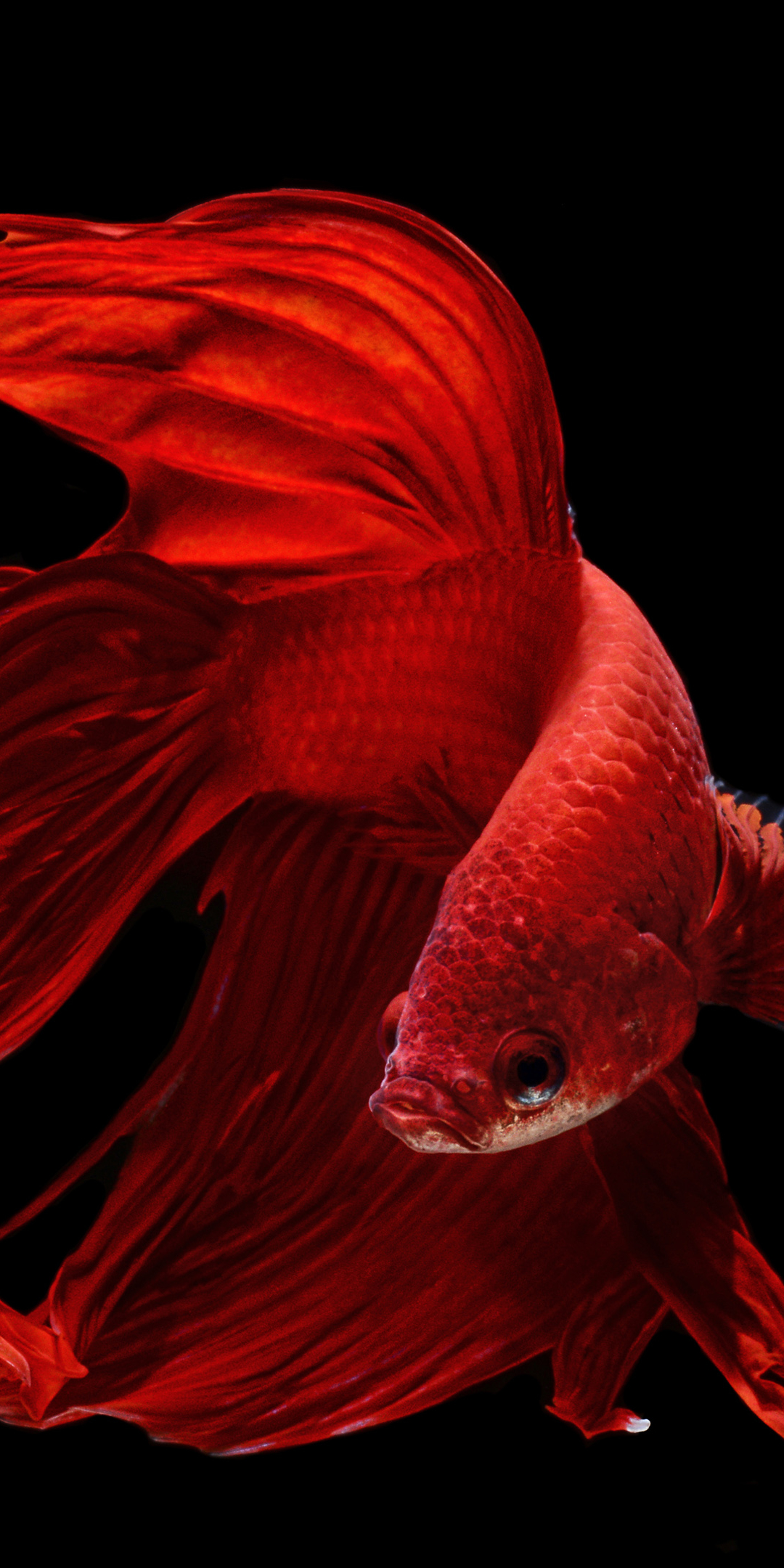 Download mobile wallpaper Animal, Siamese Fighting Fish, Betta for free.