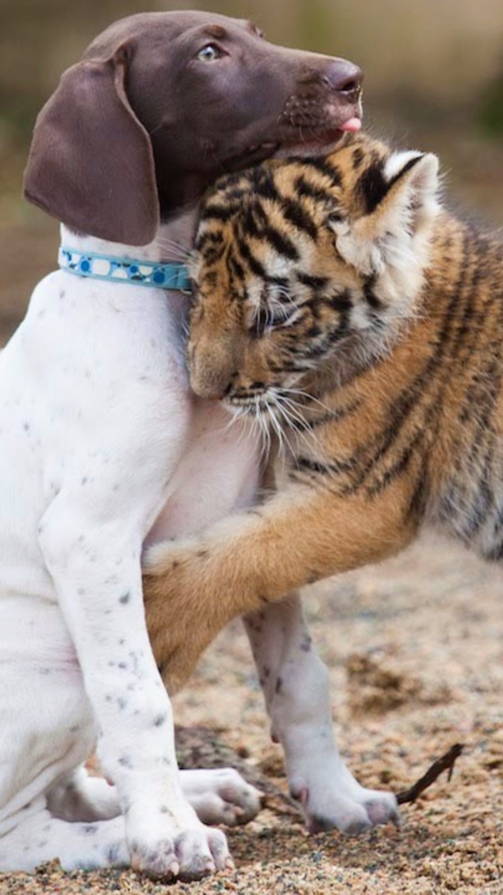 Download mobile wallpaper Love, Dog, Tiger, Animal, Cute, Hug, Baby Animal for free.