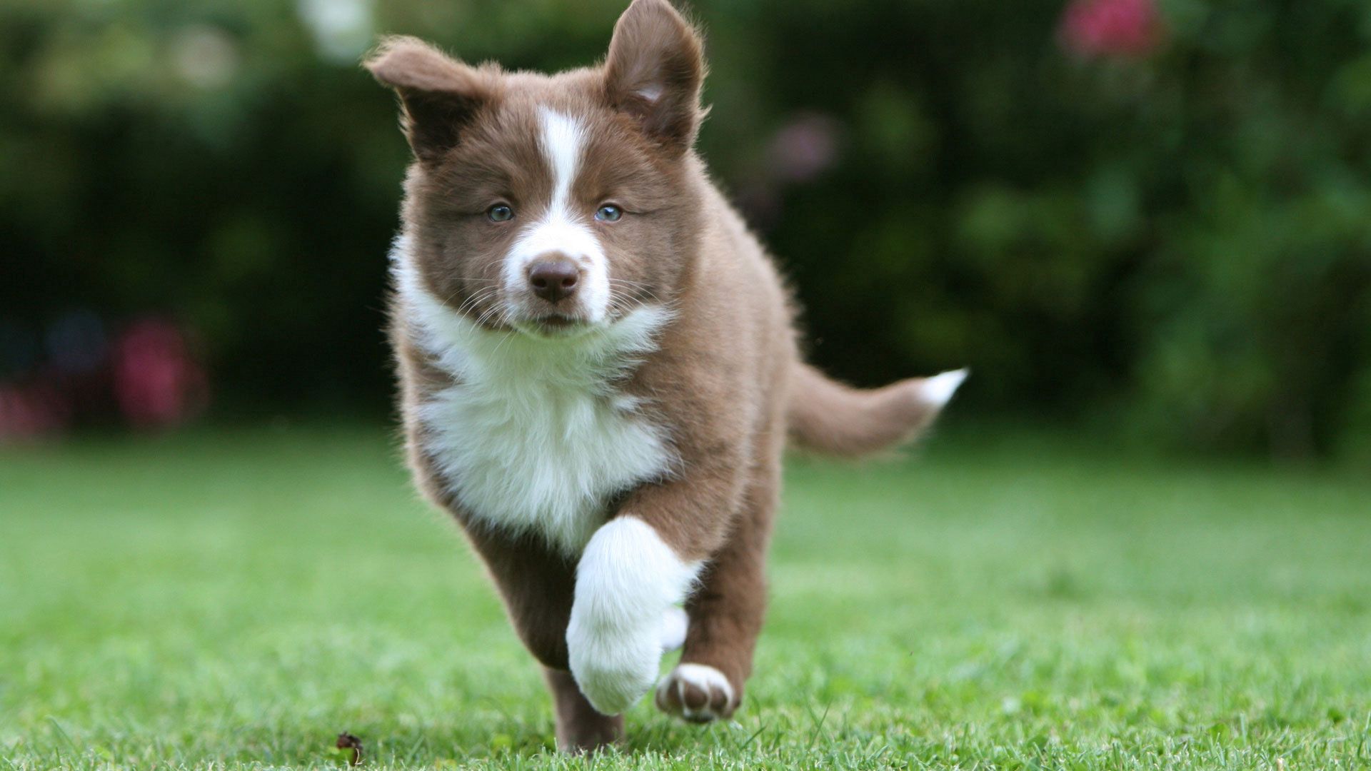 border collie, animals, grass, puppy, run, running