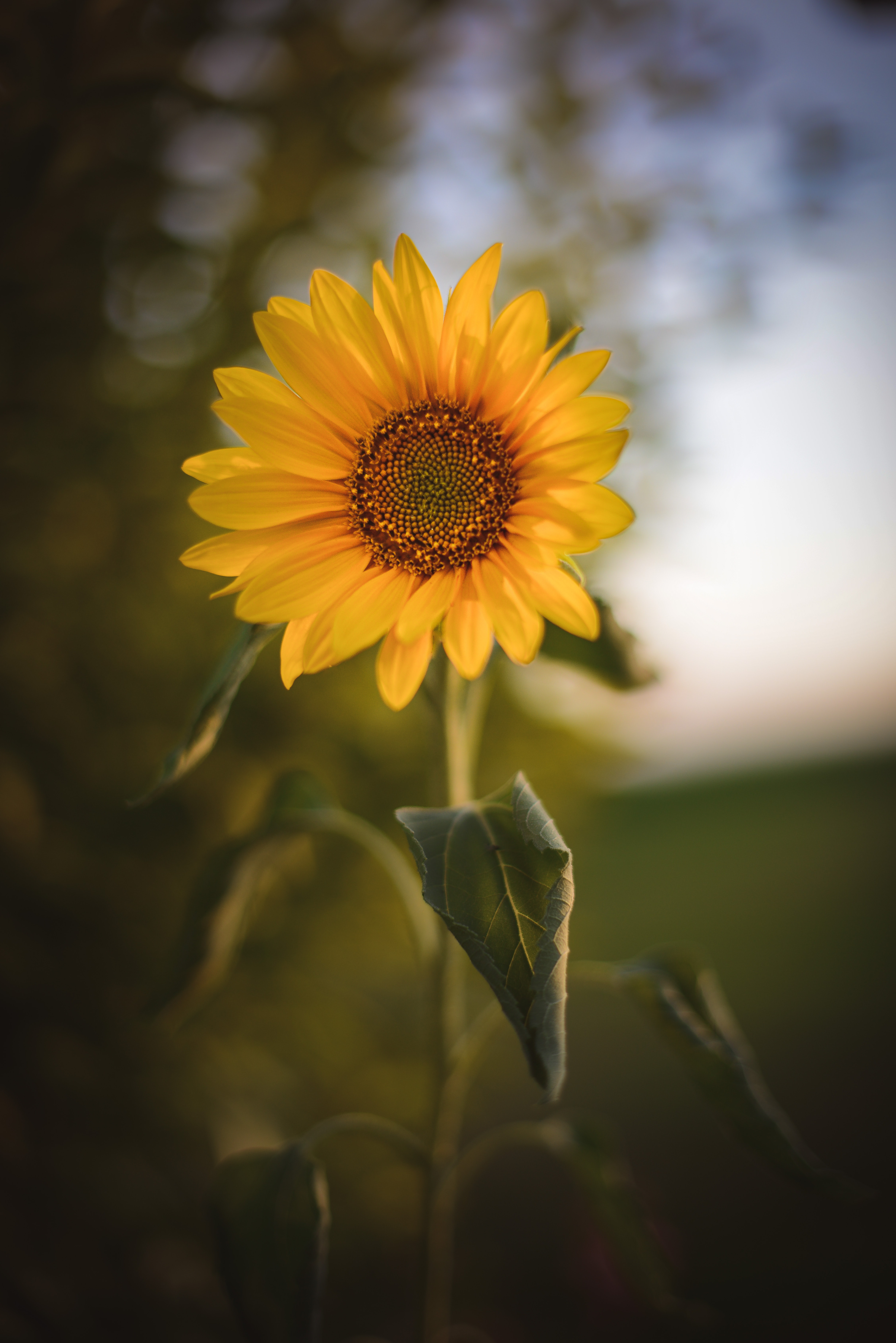 Download mobile wallpaper Flowers, Plant, Sunflower, Flower for free.