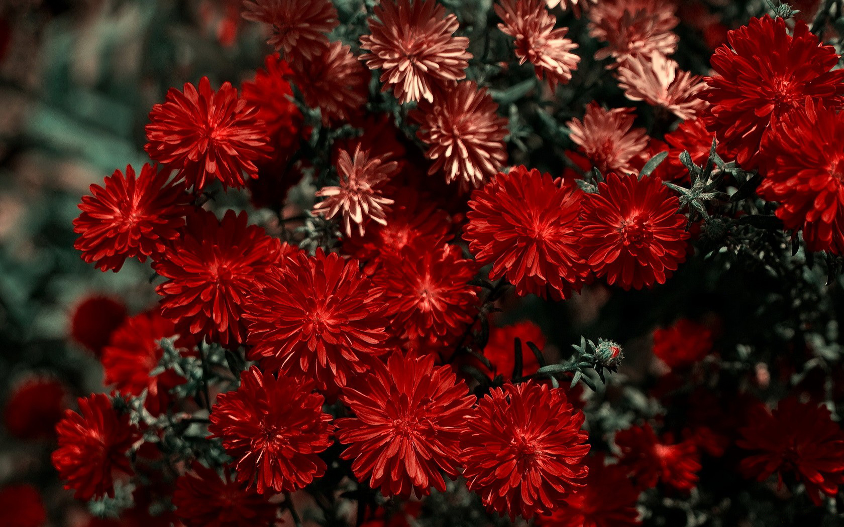 286511 Bildschirmschoner und Hintergrundbilder Blumen auf Ihrem Telefon. Laden Sie  Bilder kostenlos herunter