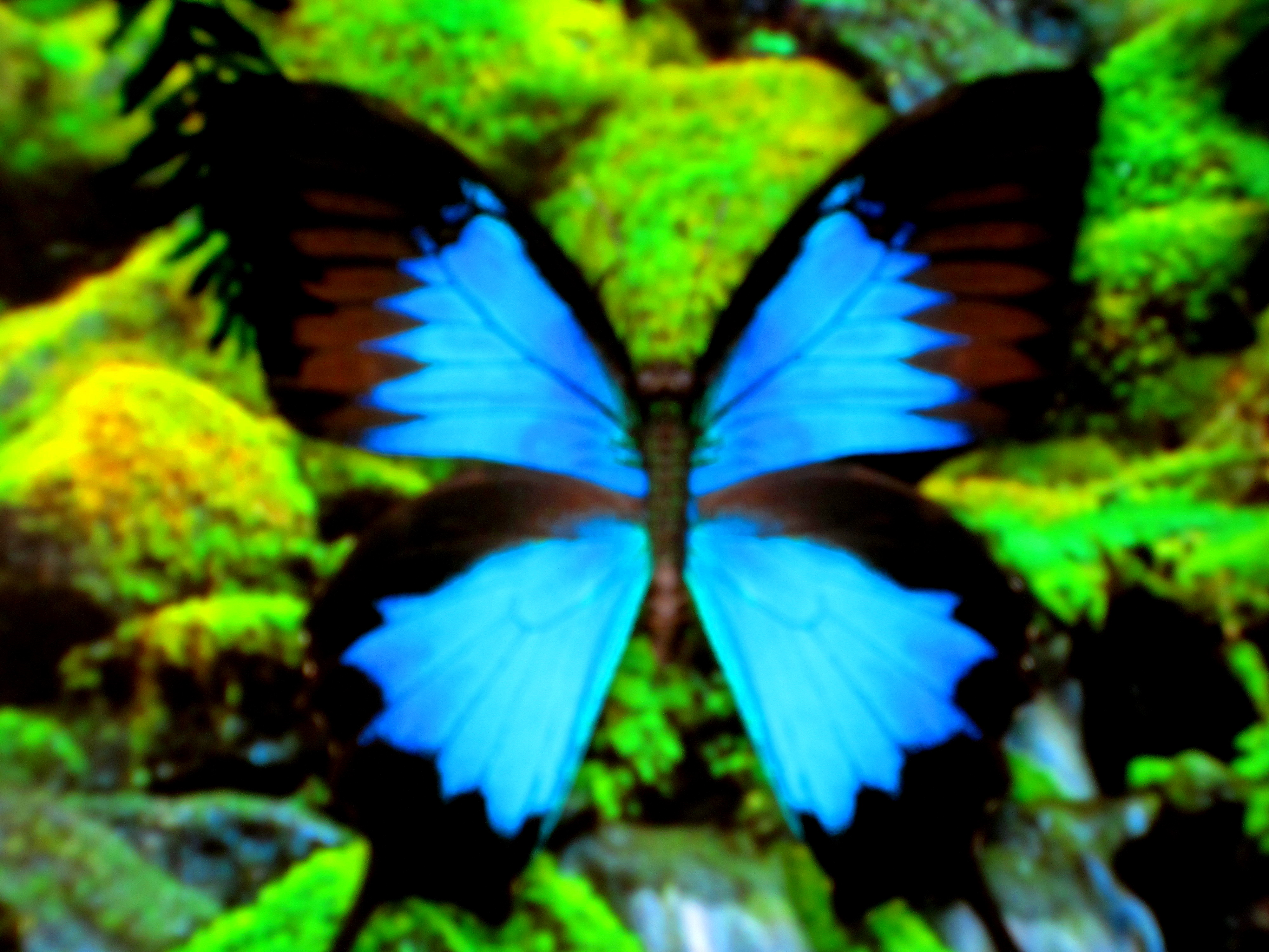 Популярні заставки і фони Метелик Улісс на комп'ютер