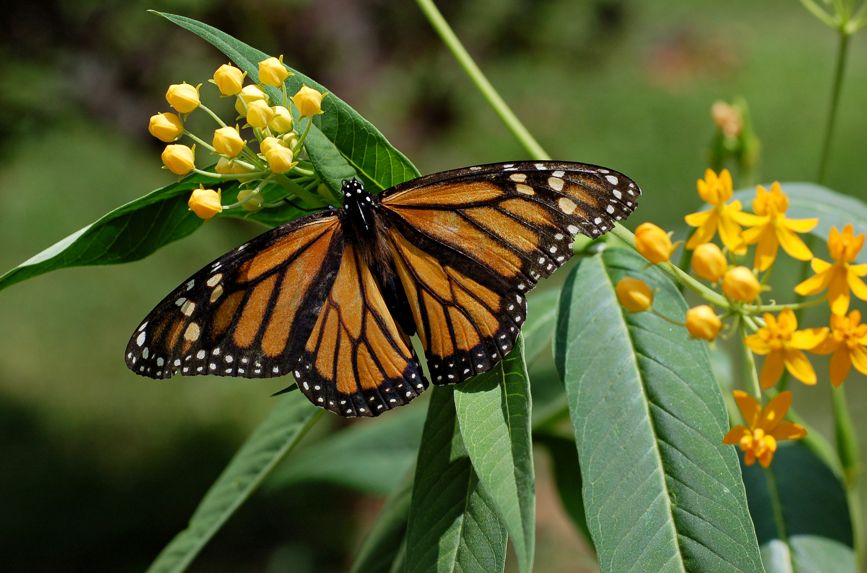 Free download wallpaper Flower, Butterfly, Animal on your PC desktop