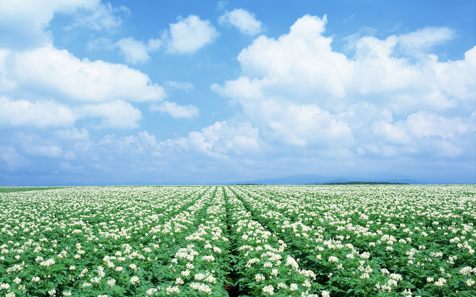 Free download wallpaper Nature, Sky, Flower, Earth, Field, Cloud, White Flower on your PC desktop