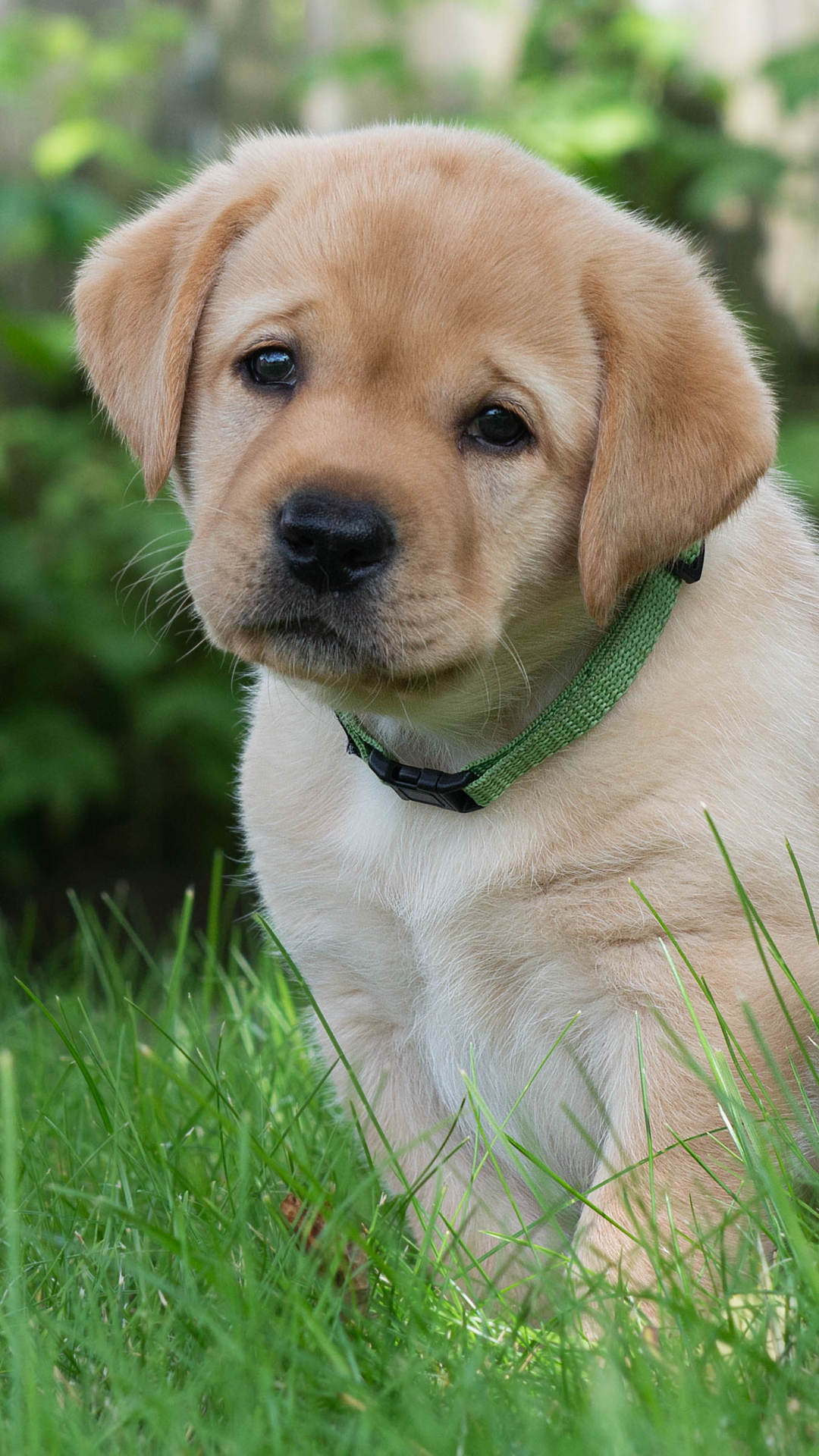 Download mobile wallpaper Dogs, Dog, Muzzle, Animal, Puppy, Golden Retriever, Cute, Baby Animal for free.