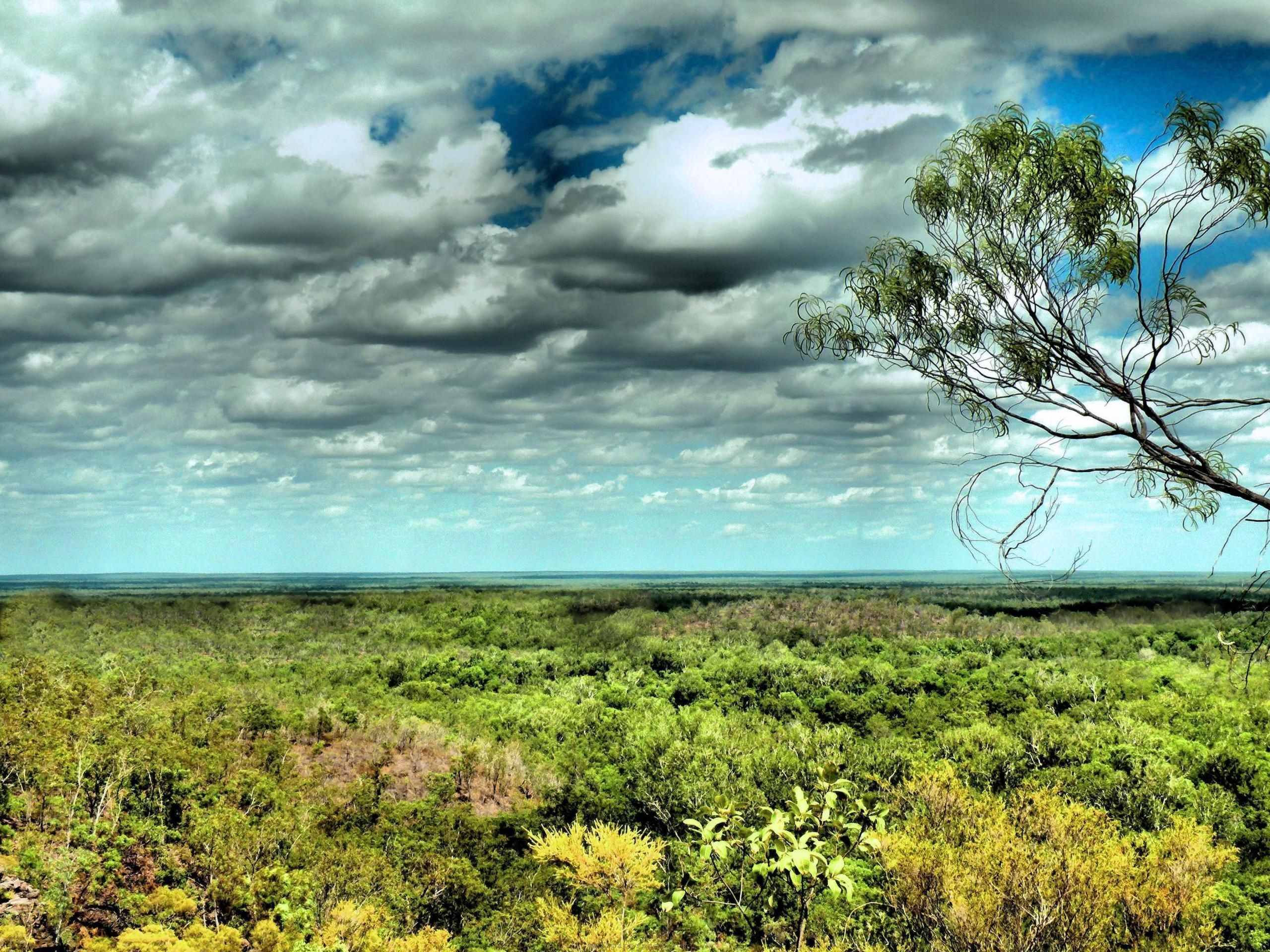 607658 descargar imagen tierra/naturaleza, selva tropical de daintree, bosque: fondos de pantalla y protectores de pantalla gratis