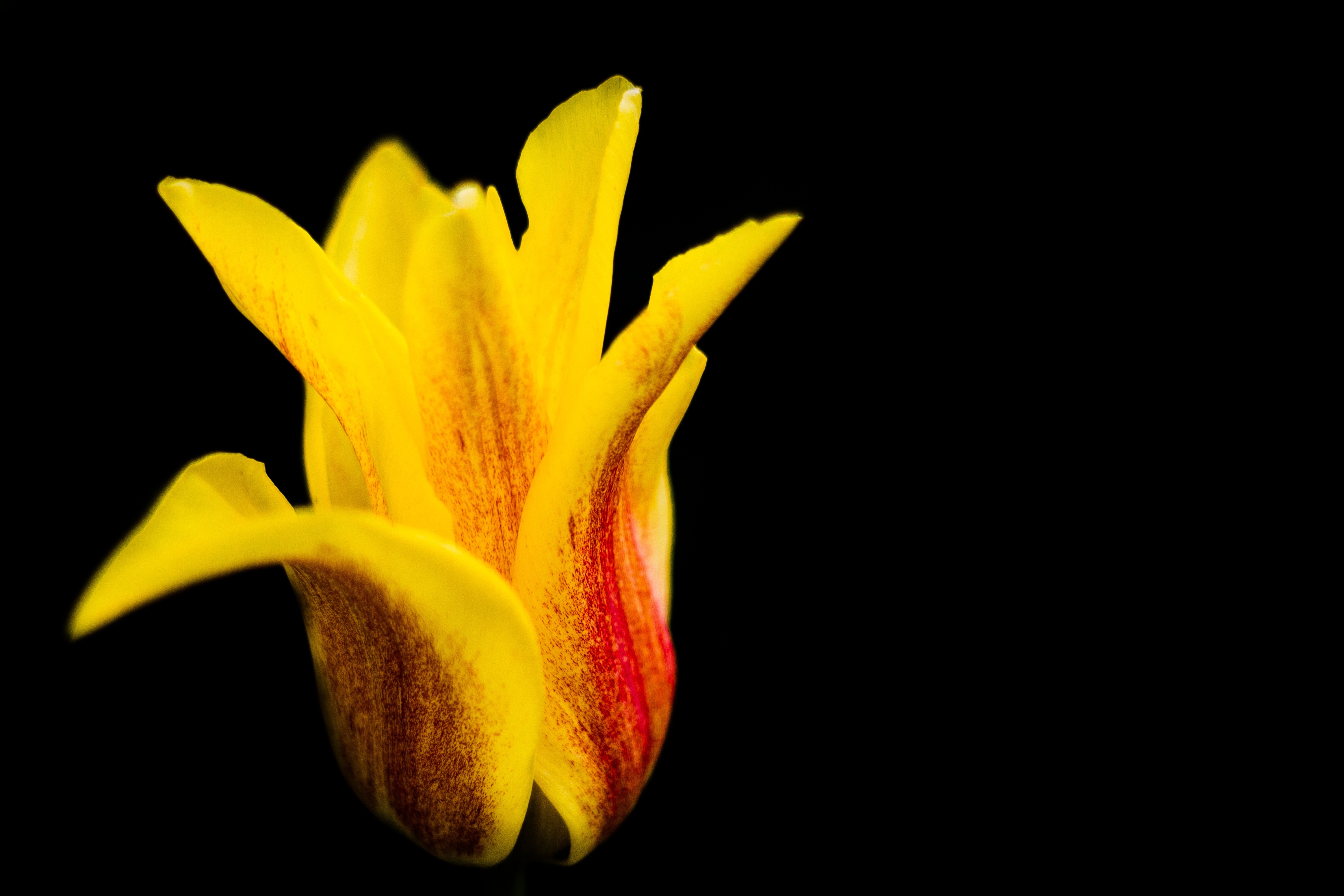 Free download wallpaper Flowers, Bud, Tulip, Flower, Petals on your PC desktop