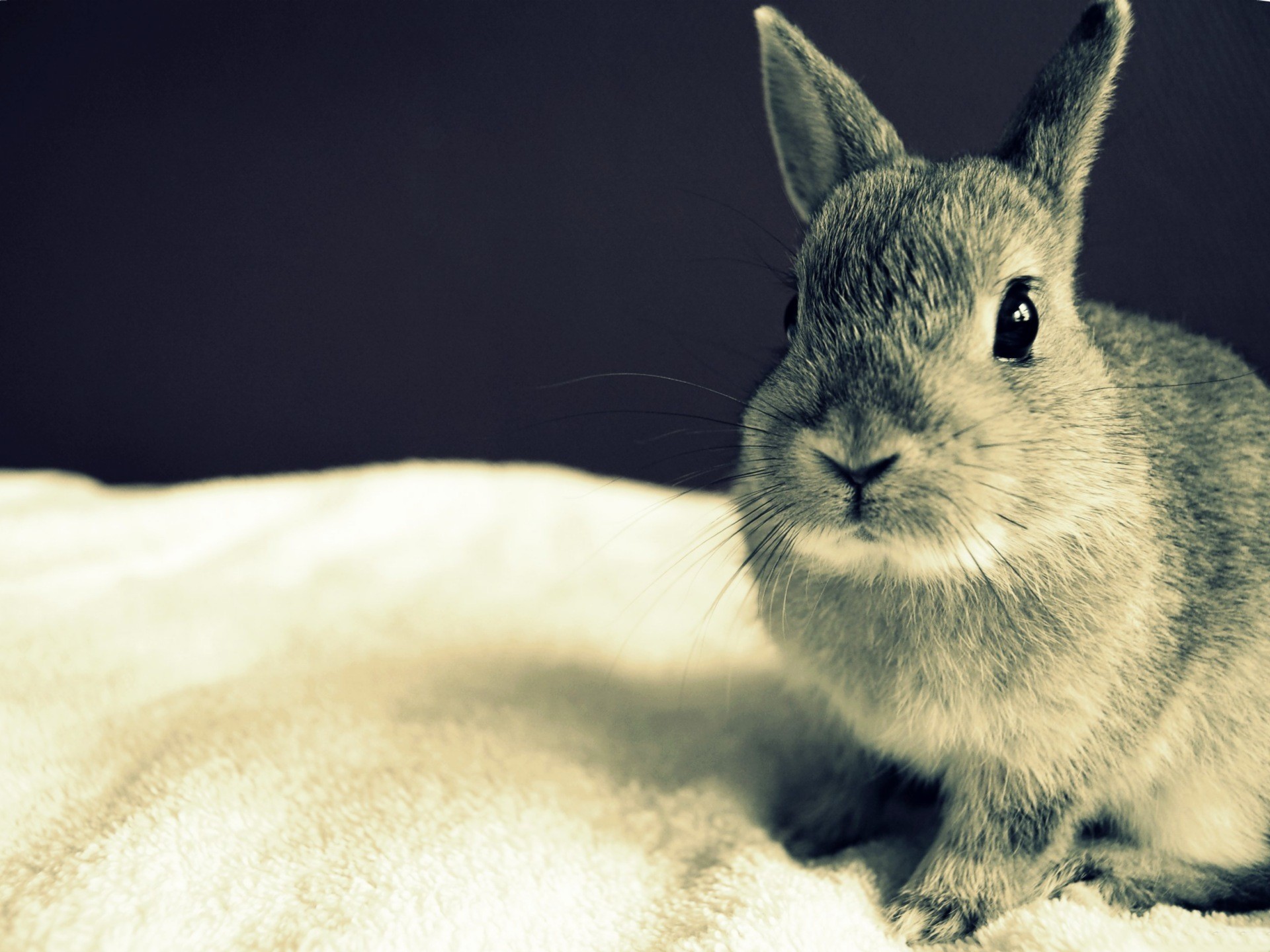 Free download wallpaper Animal, Rabbit on your PC desktop