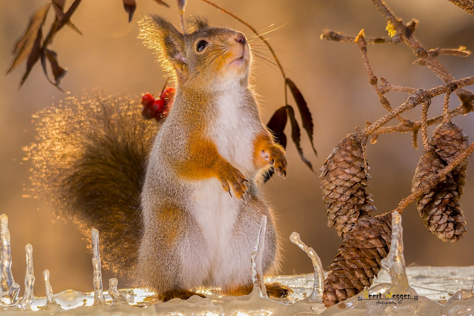 Free download wallpaper Squirrel, Ice, Branch, Animal, Rodent, Pine Cone on your PC desktop