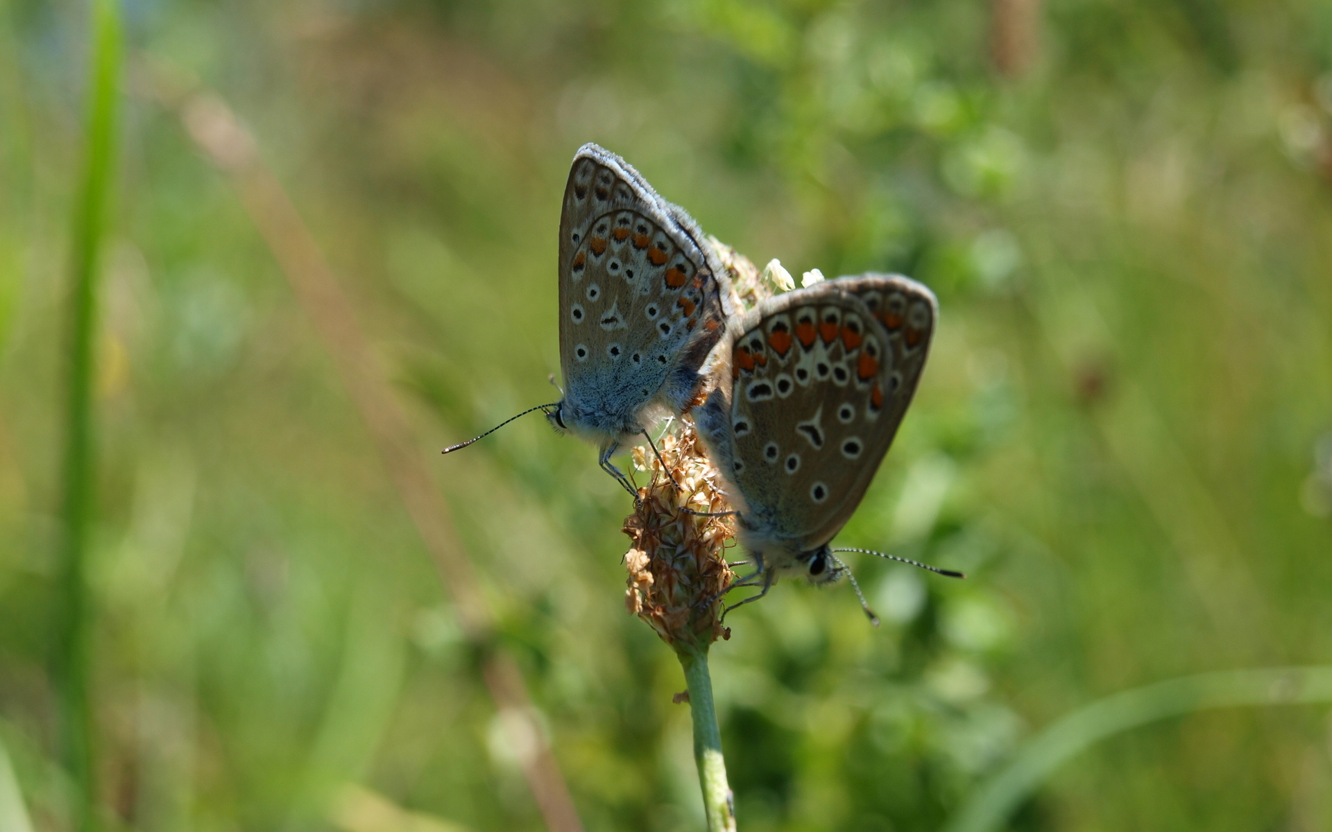 Download mobile wallpaper Butterfly, Animal for free.