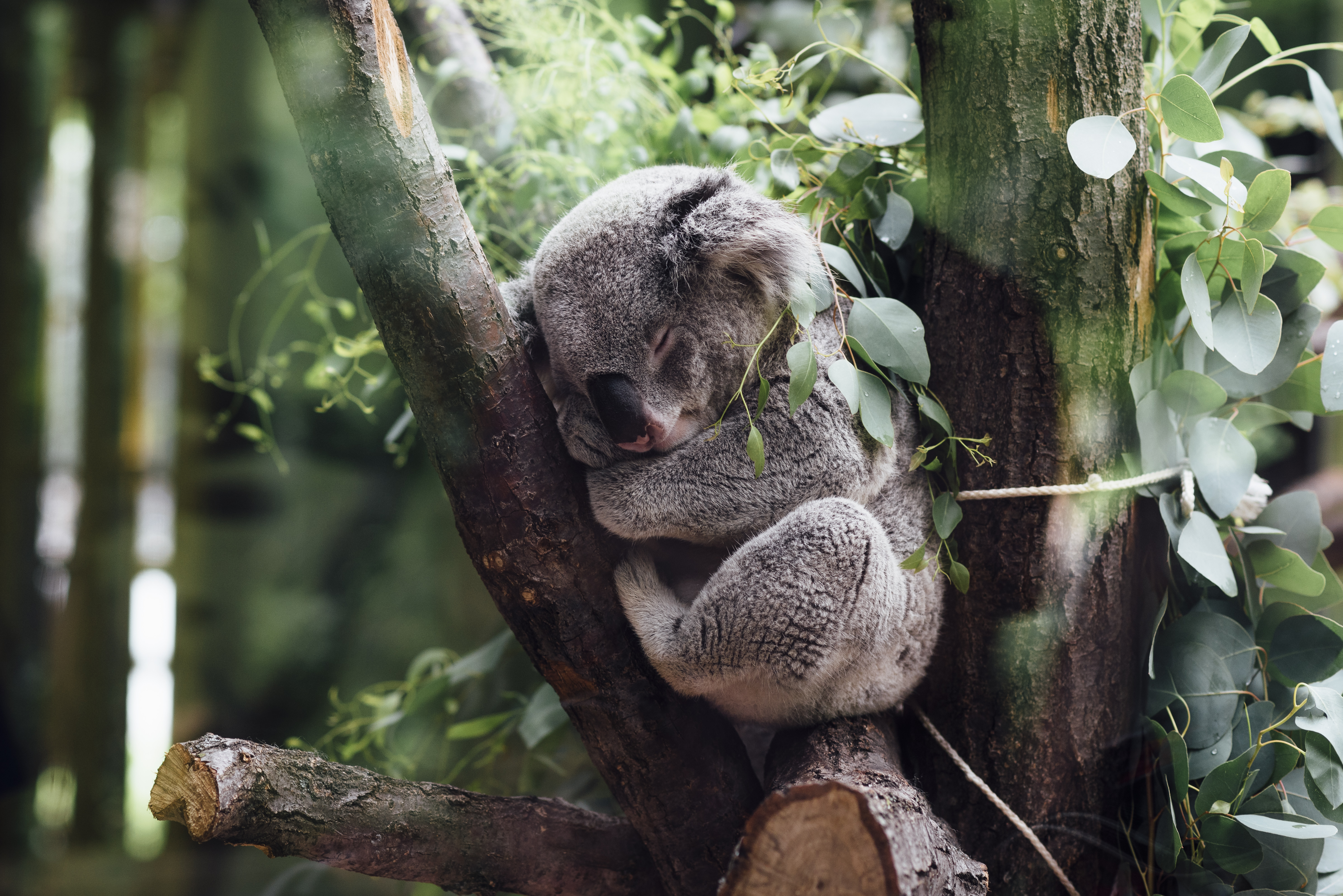 773260 Hintergrundbild herunterladen tiere, koala, schlafen - Bildschirmschoner und Bilder kostenlos