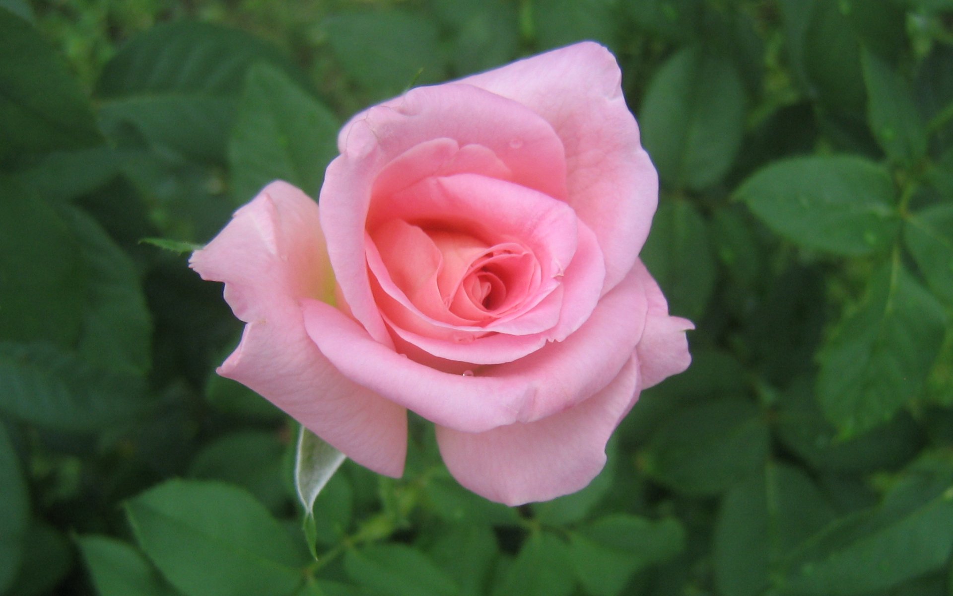 Descarga gratuita de fondo de pantalla para móvil de Flores, Rosa, Flor, Tierra/naturaleza.