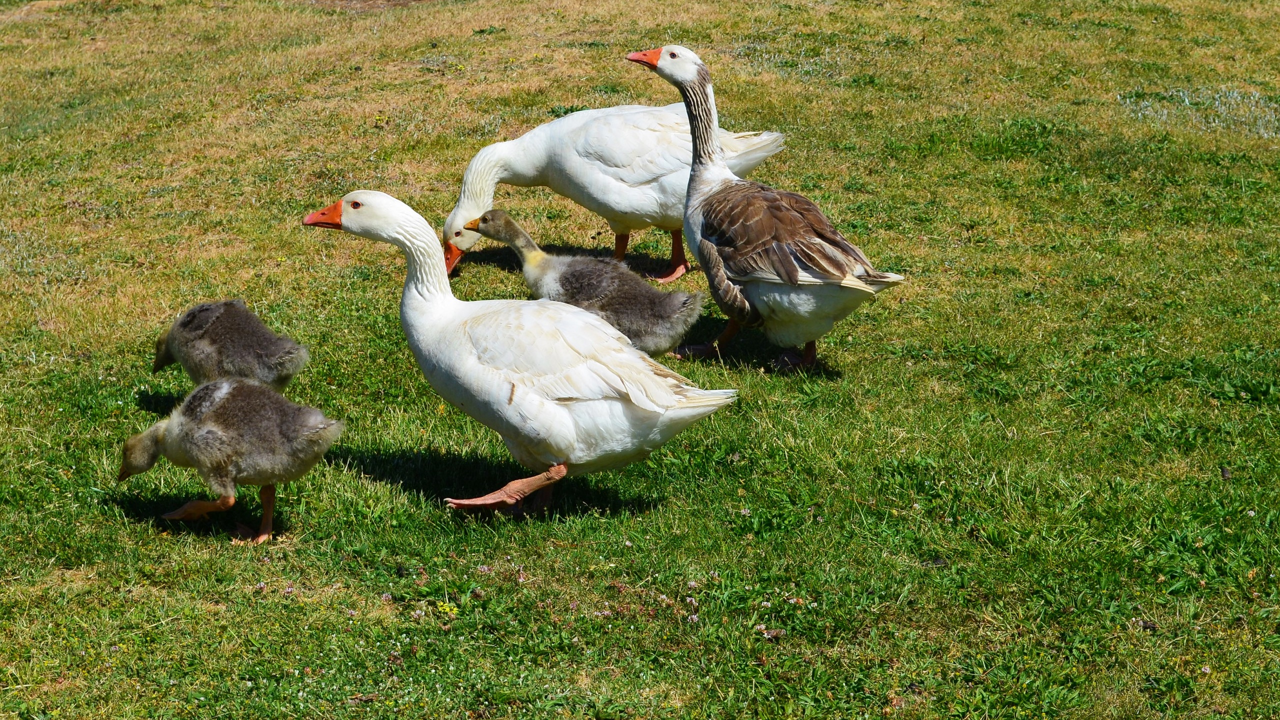 animal, goose, baby animal, birds