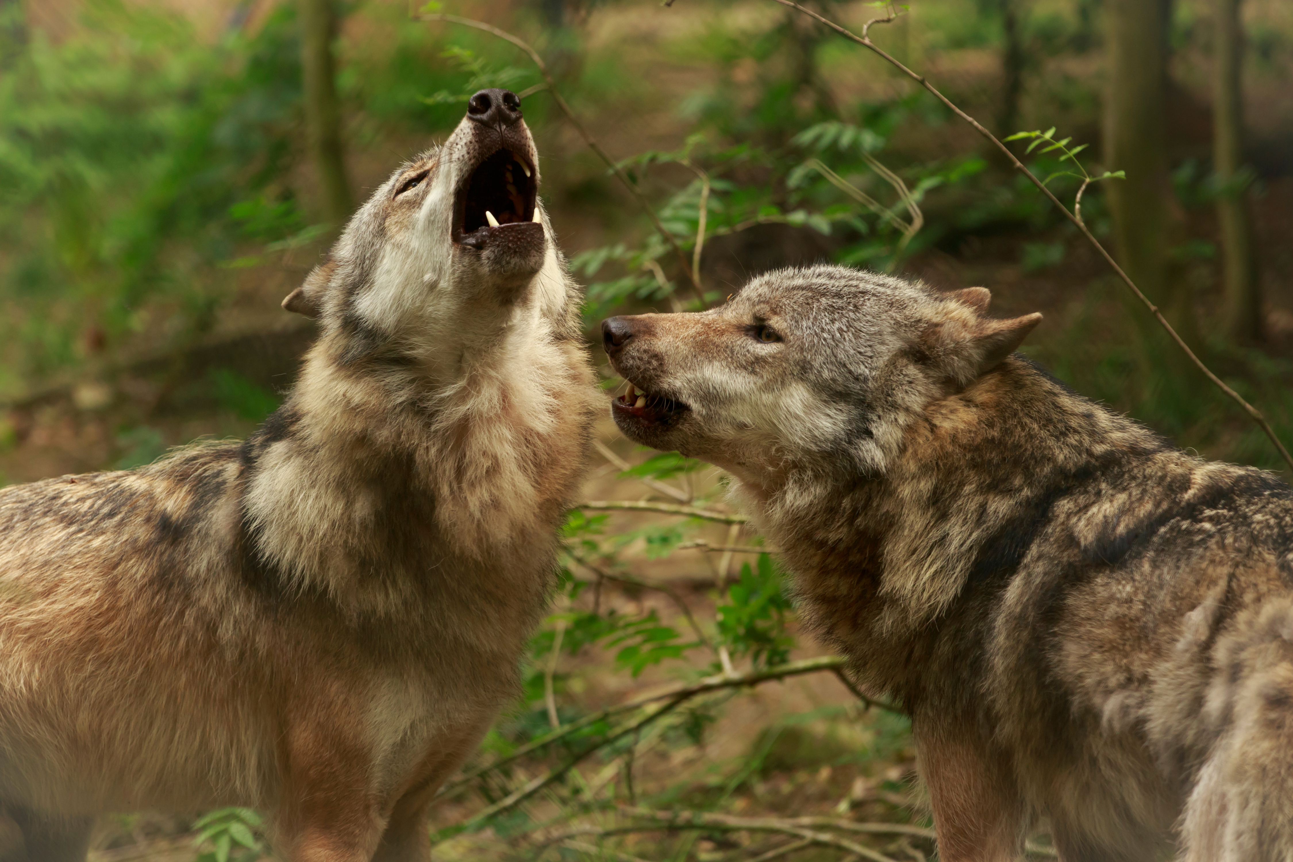 animal, wolf, blur, close up, howling, wolves