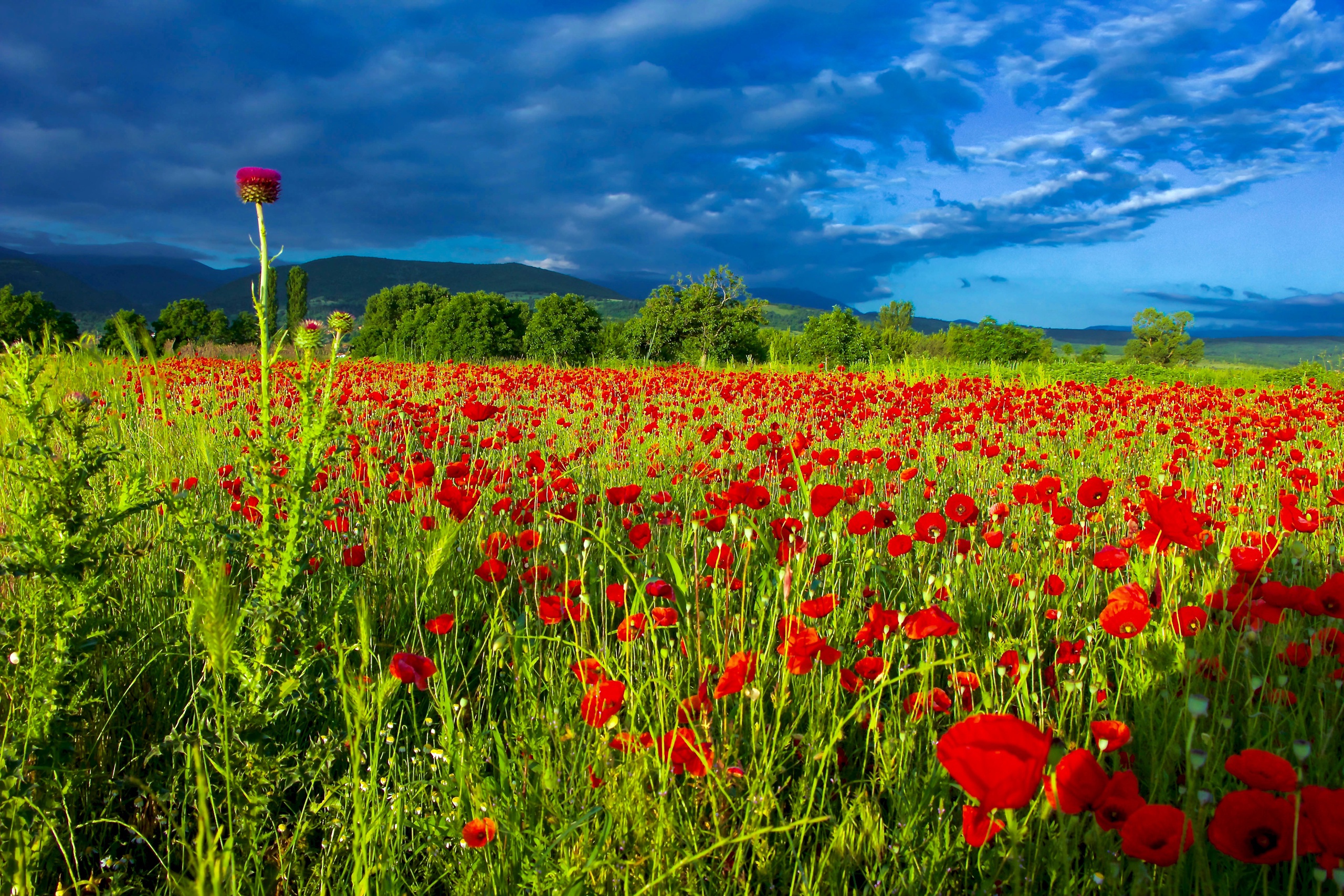 Baixe gratuitamente a imagem Natureza, Flores, Verão, Flor, Campo, Nuvem, Flor Vermelha, Terra/natureza, Papoila na área de trabalho do seu PC