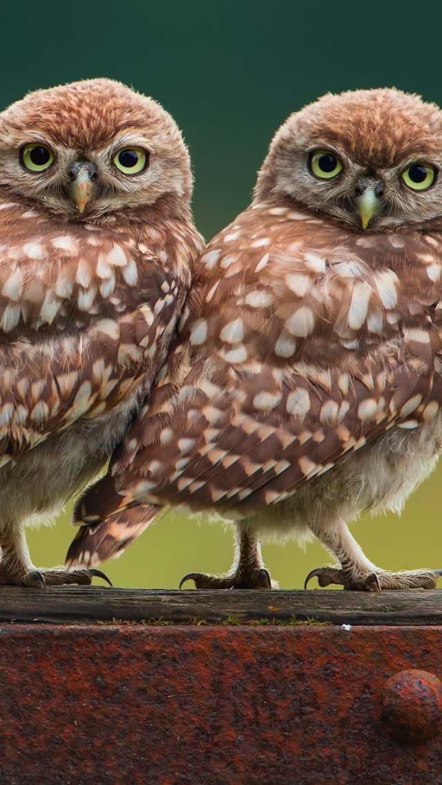 Handy-Wallpaper Tiere, Vögel, Eule kostenlos herunterladen.